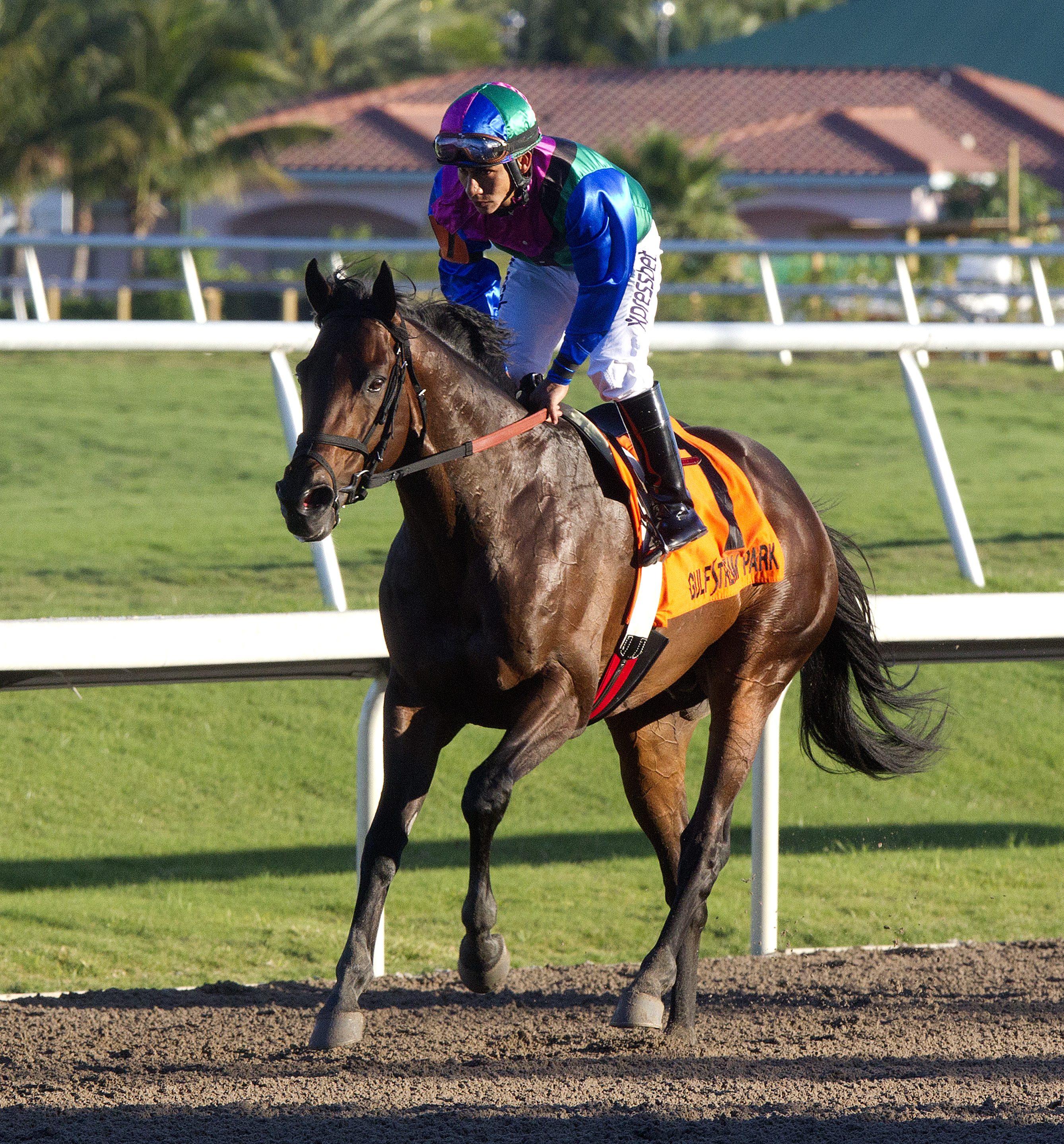 Itsmyluckyday finishes fourth in the Gulfstream Park Handicap
