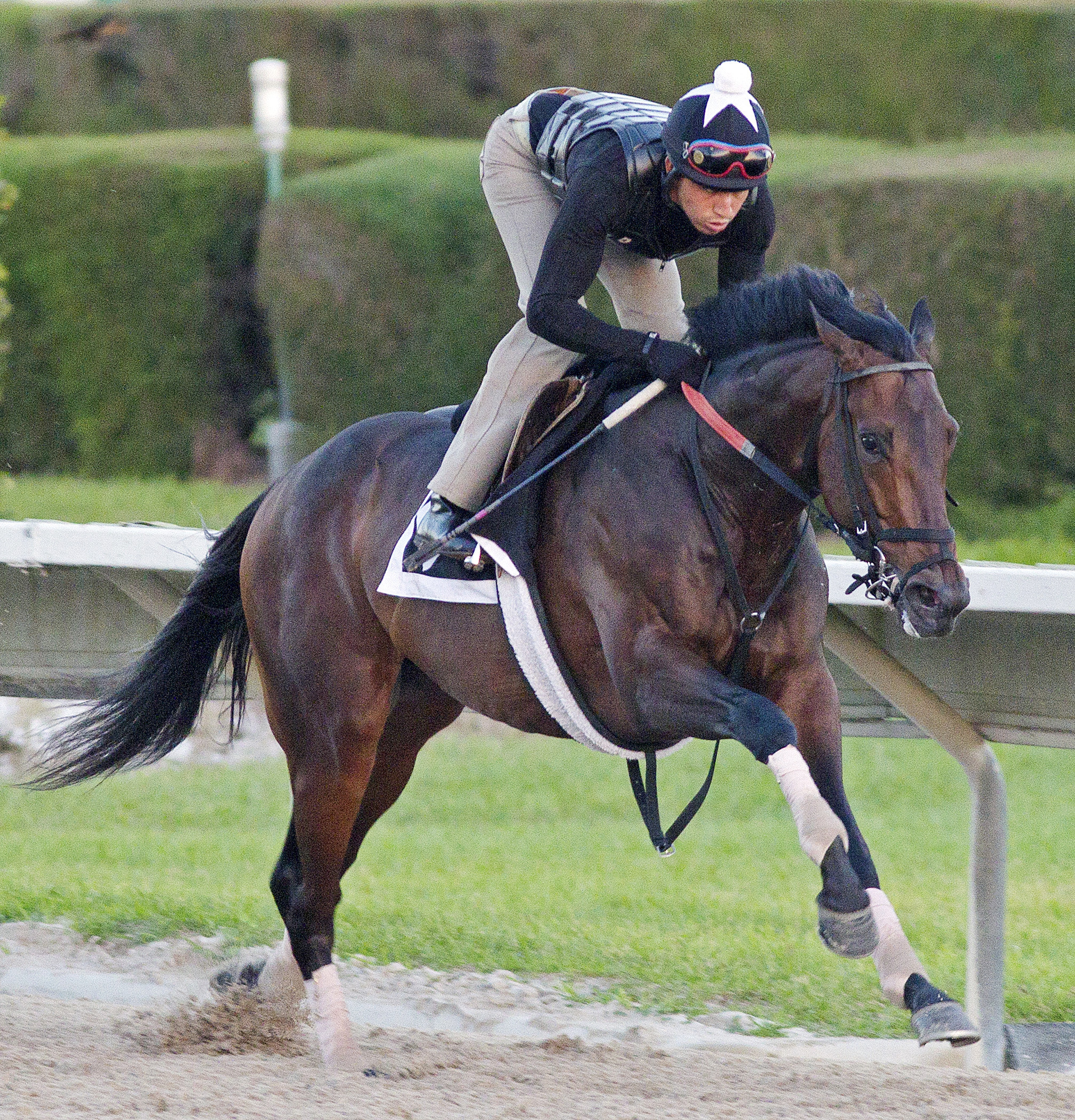 Itsmyluckyday, Calder, Feb. 23, 2013
