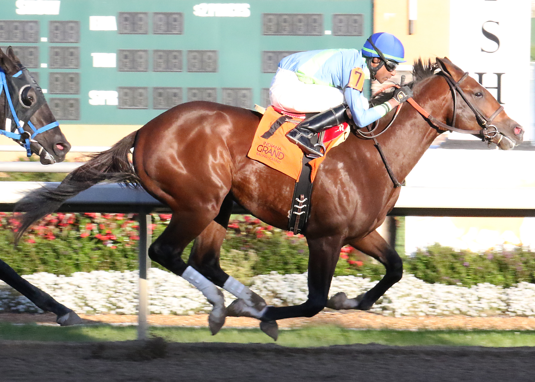 Jersey Justice wins the 2017 Indiana Futurity