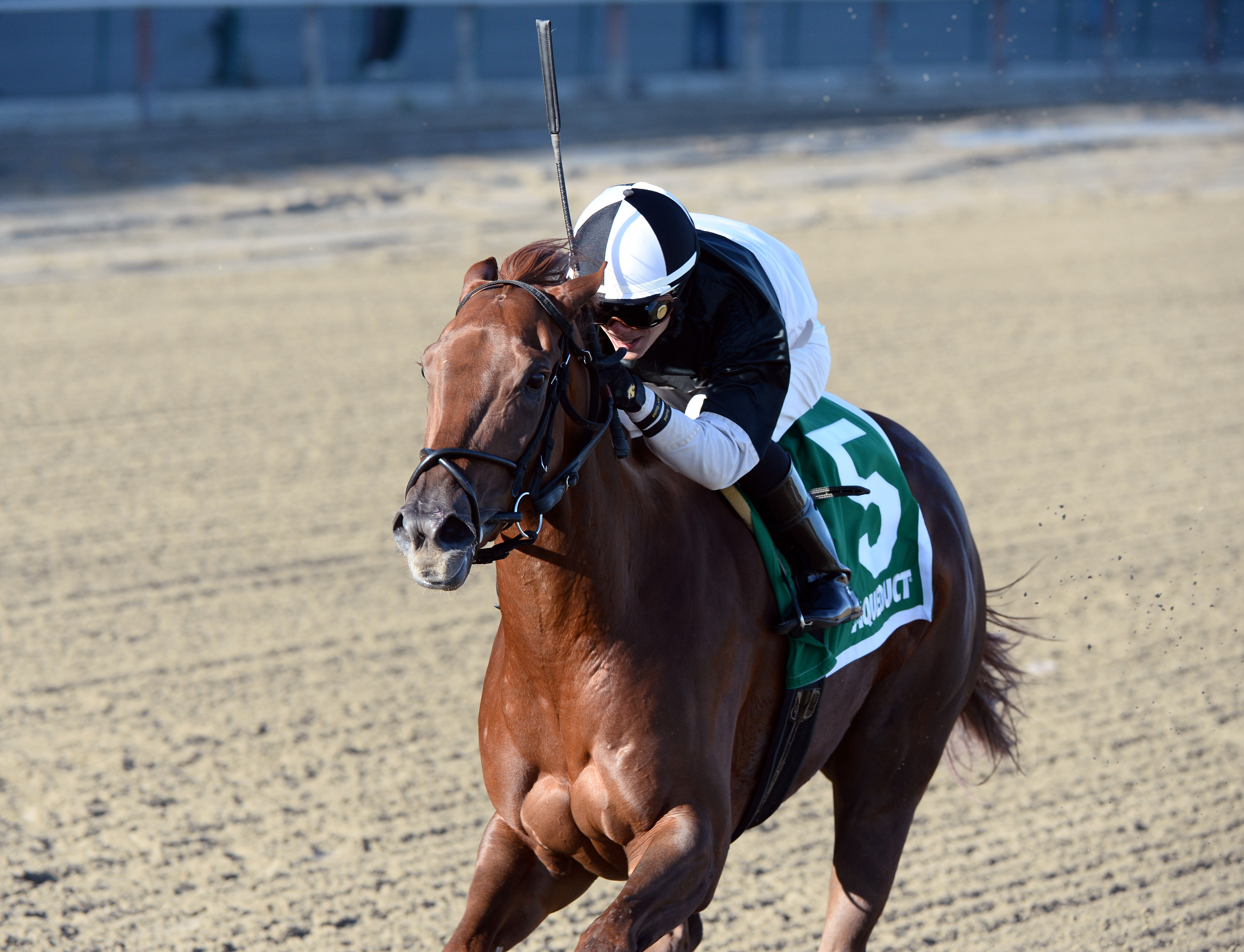 Jacaranda wins the Tempted Stakes