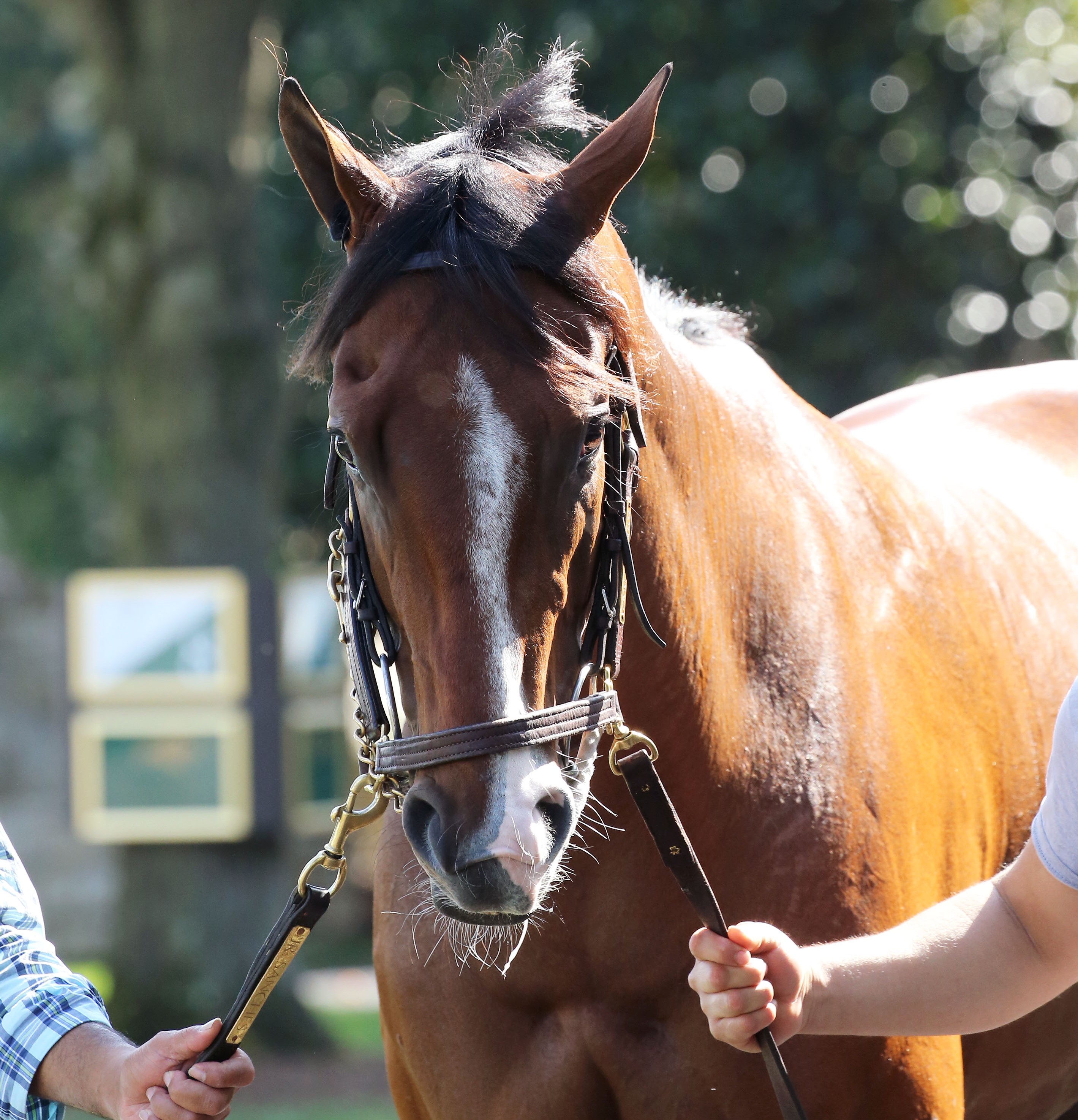 Jackie's Warrior - Keeneland Paddock