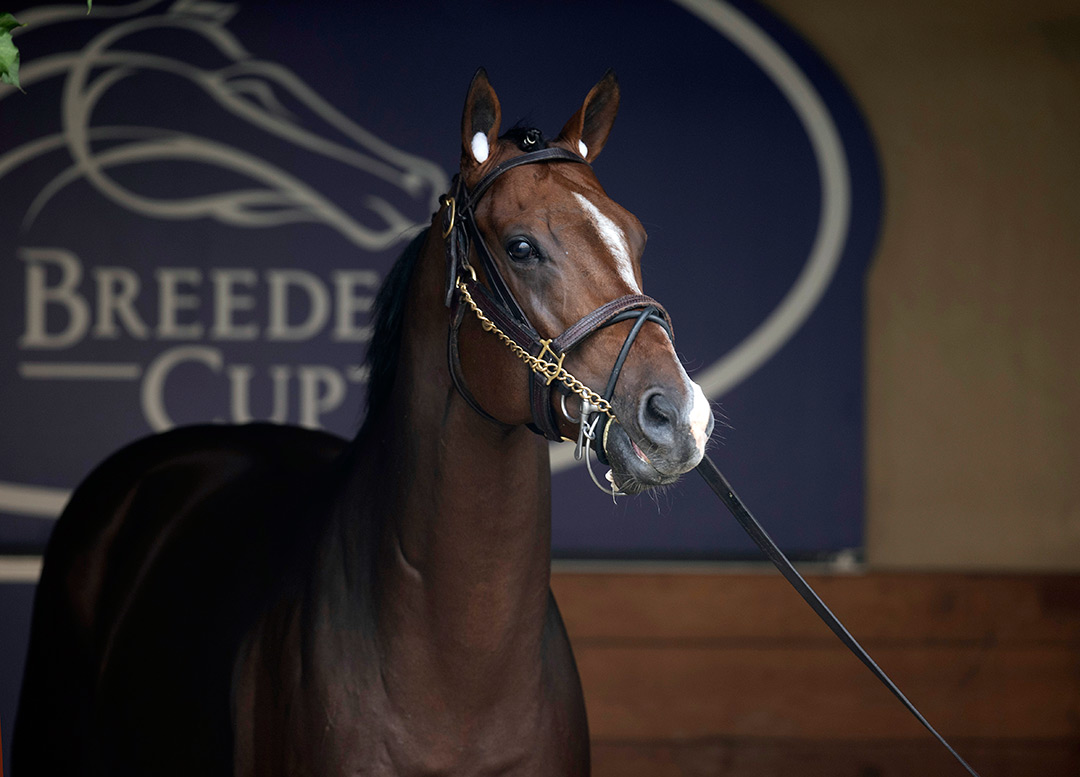 Jackie's Warrior at Del Mar for the Breeders' Cup