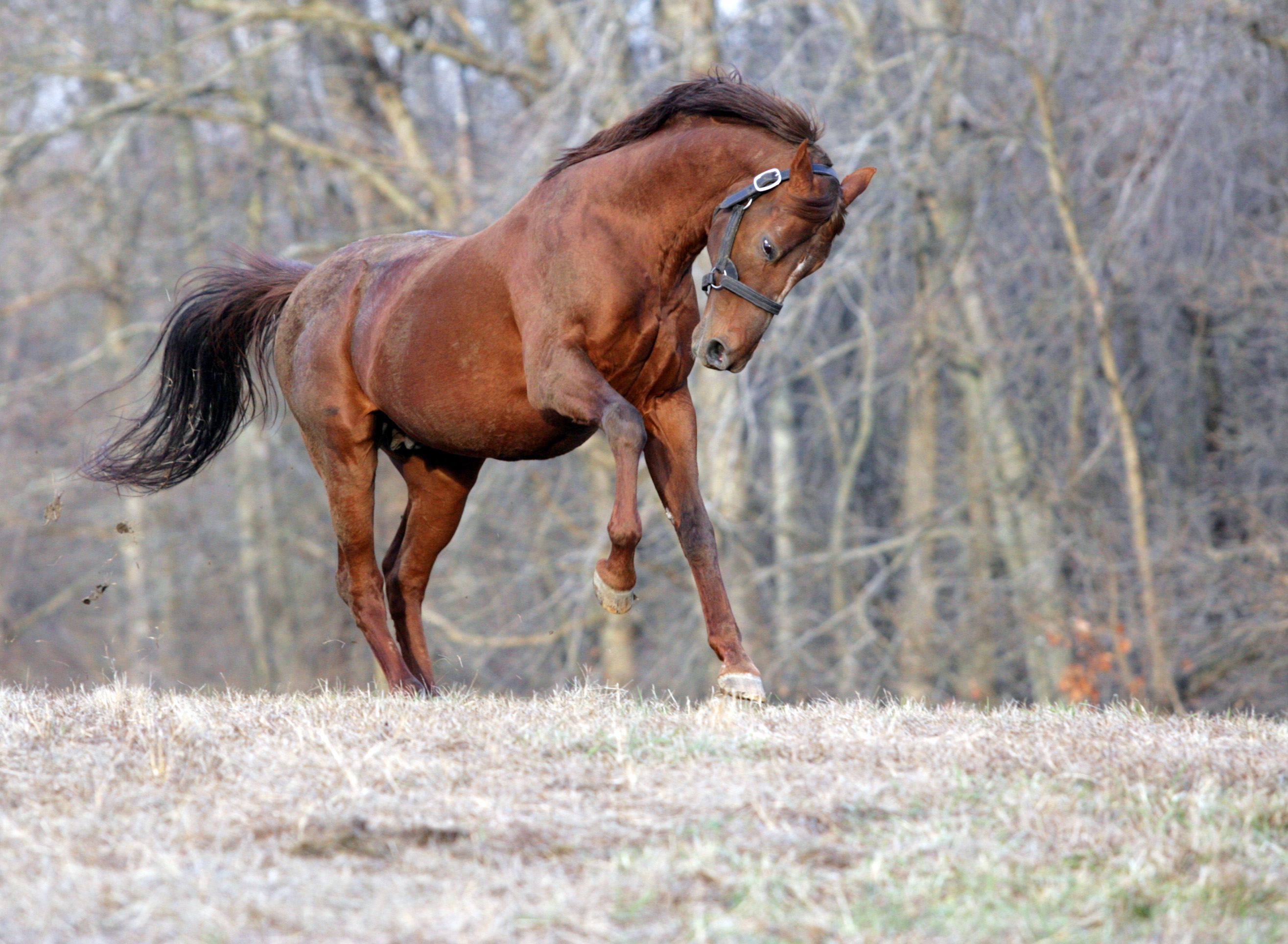 Jade Hunter - 2006