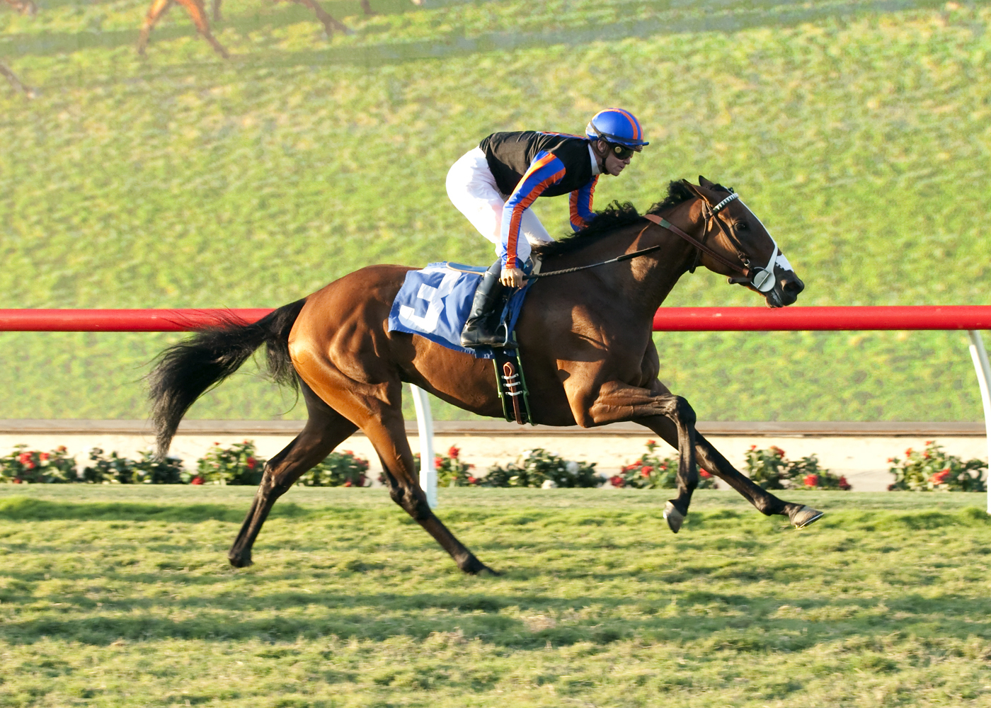 Jakaby Jade wins the Del Mar Juvenile Fillies Turf