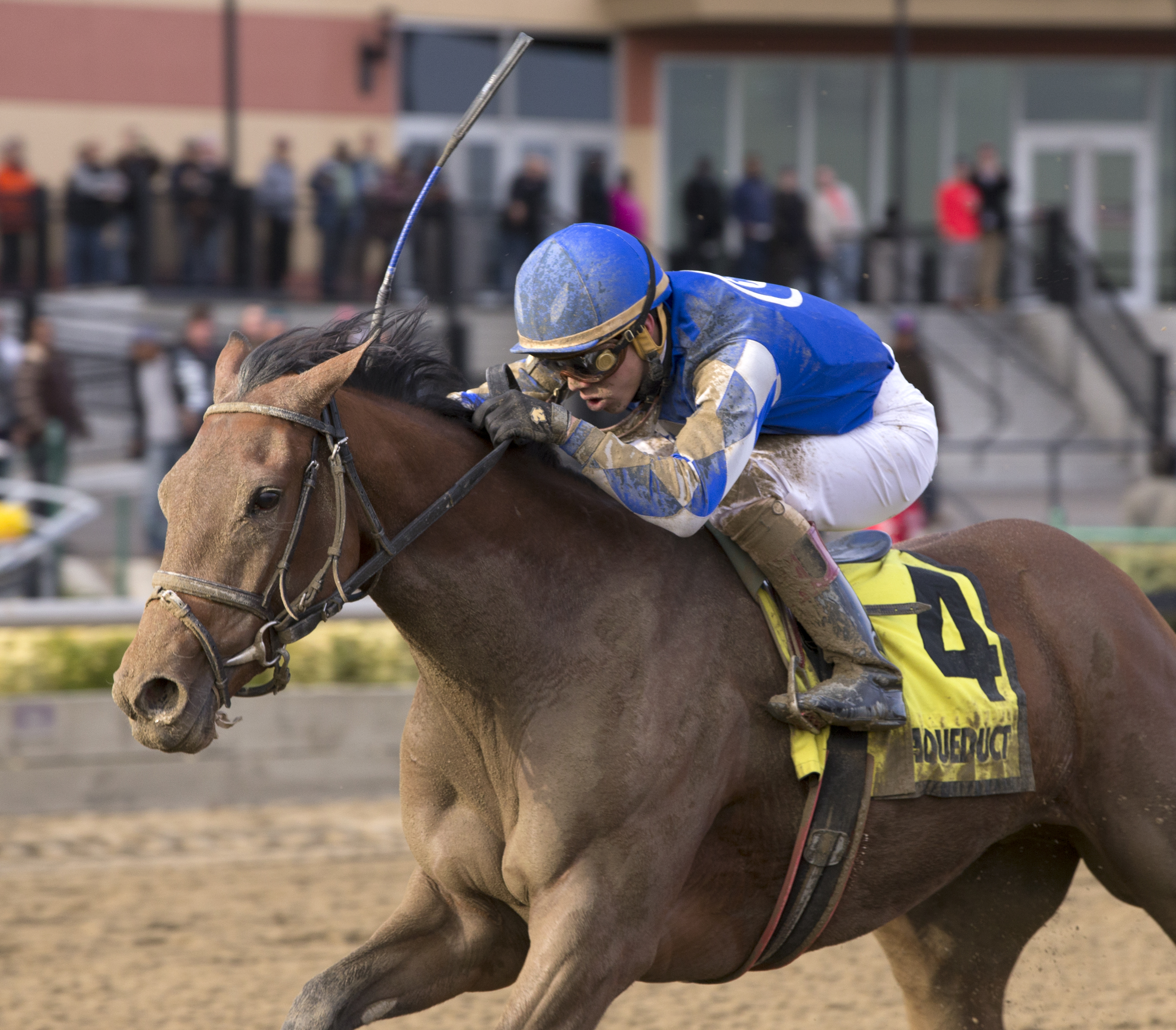 Jamyson 'n Ginger finishes second in the Demoiselle