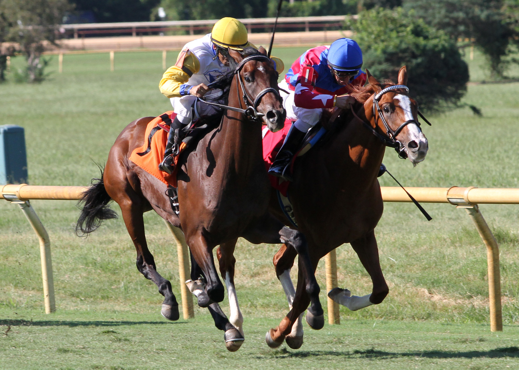 Java's War, Brown Almighty/Sunday Silence