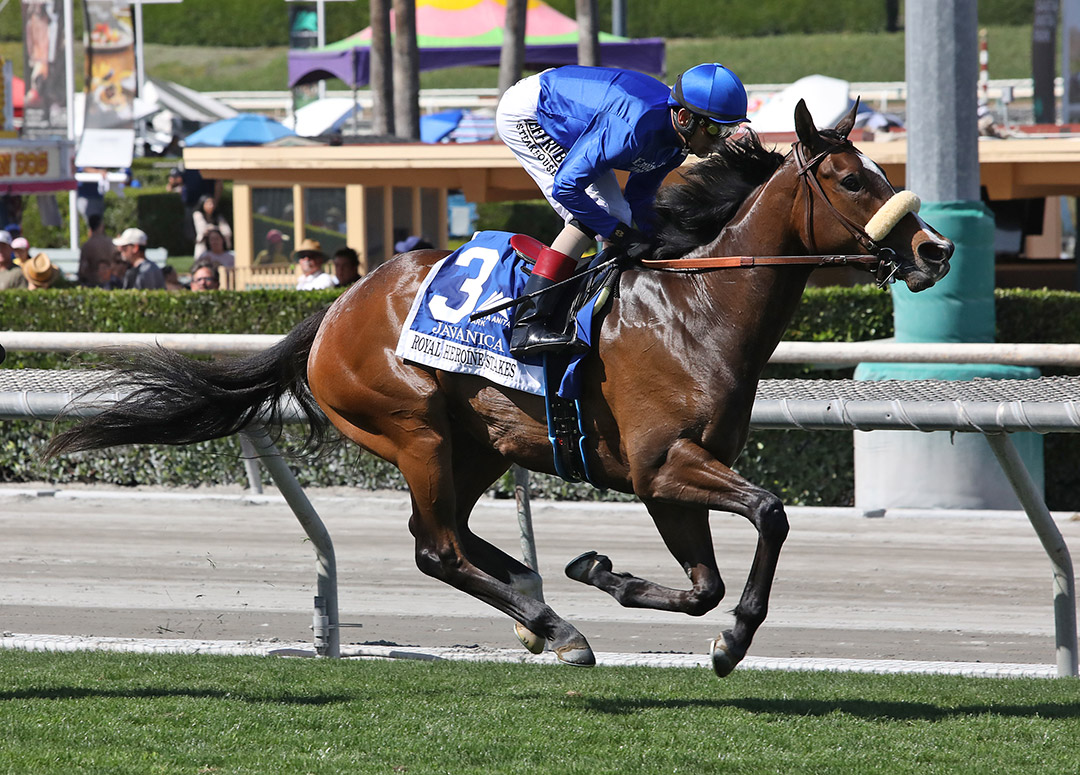 Javanica finishes second in the Royal Heroine Stakes at Santa Anita