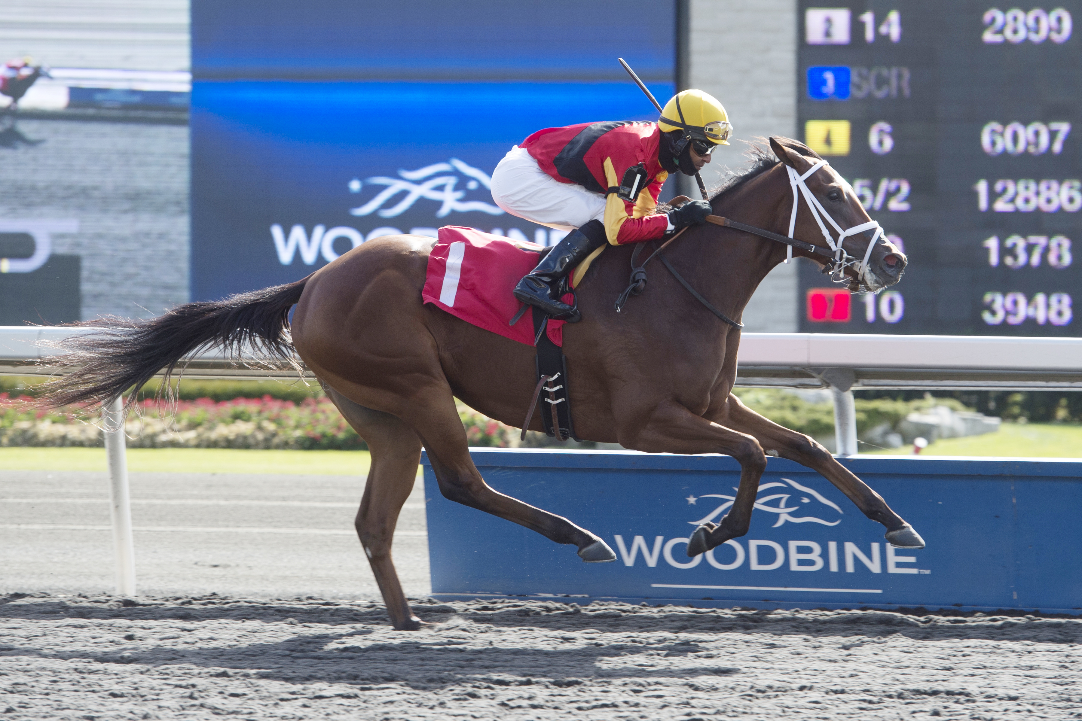 Jennifer Lynnette wins a maiden race