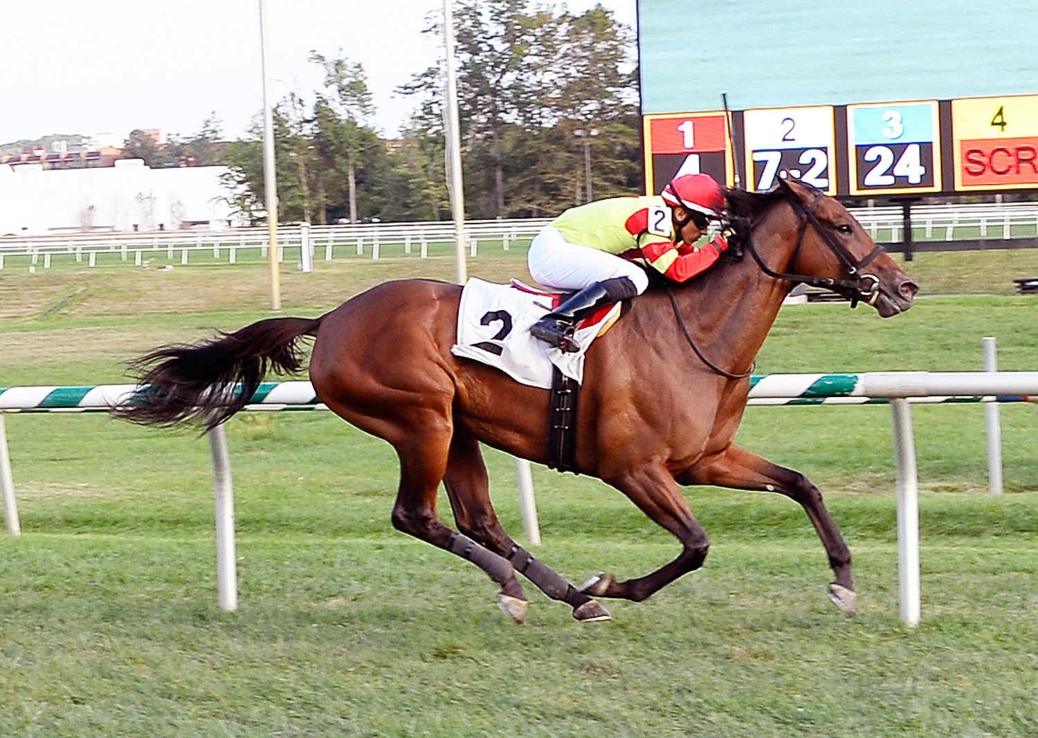 Jet Majesty wins allowance optional claiming race