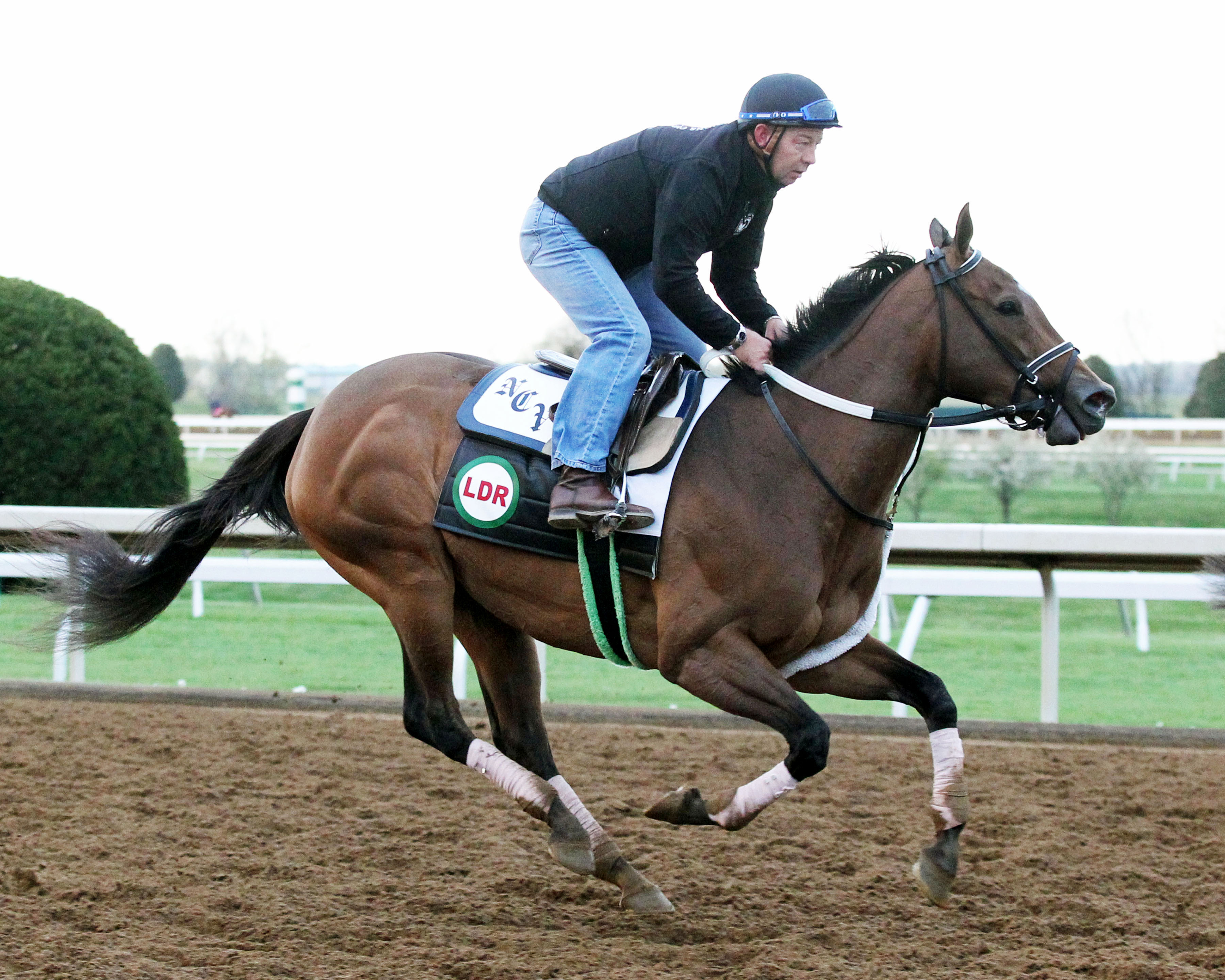 Jewel of a Cat trains at Keeneland on April 14