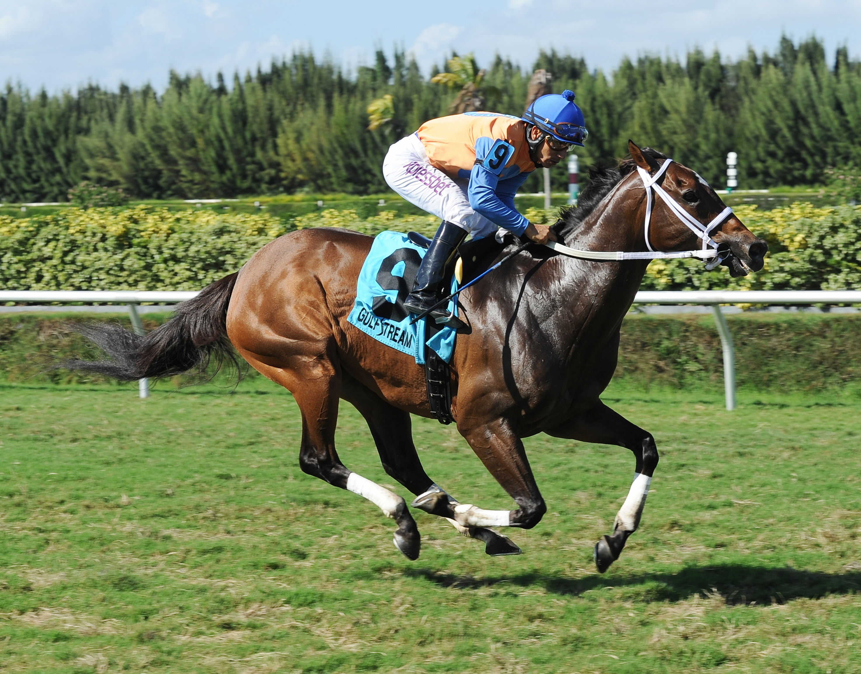 Jewel of a Cat wins the Millions Turf Sprint Preview Stakes