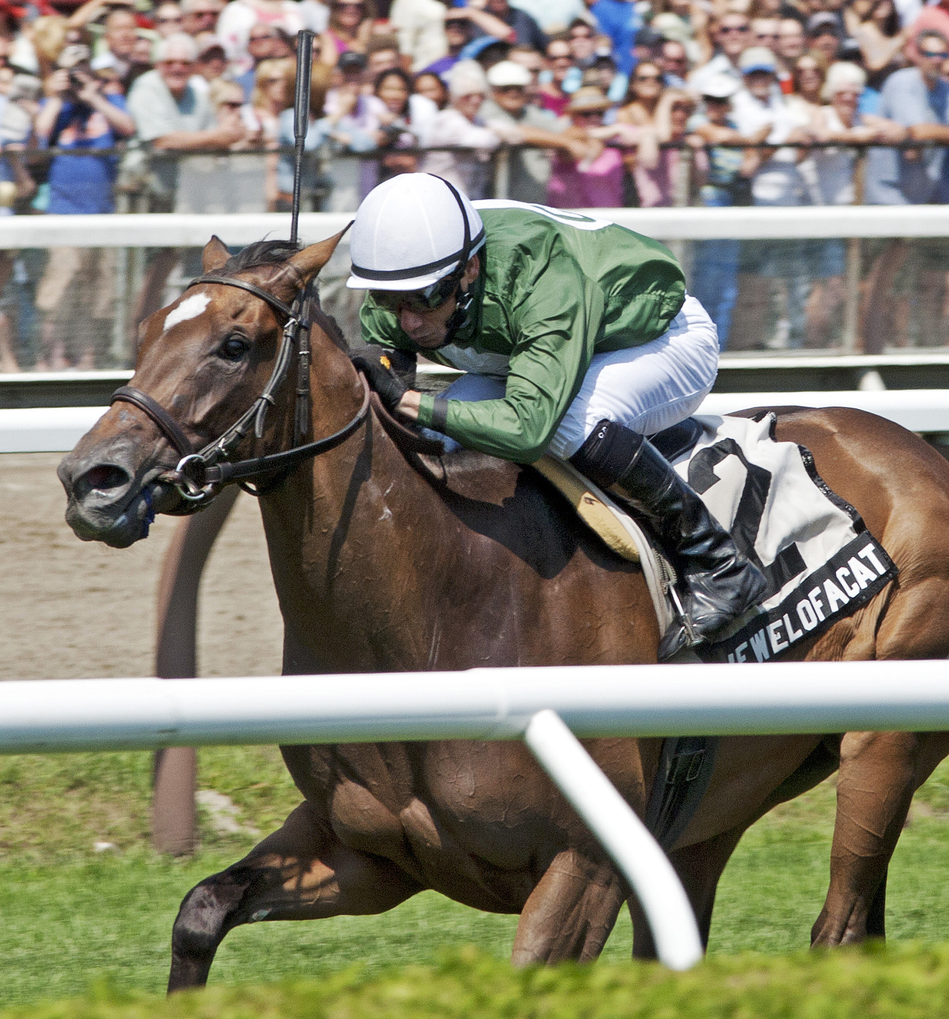 Jewel of a Cat wins the 2013 Coronation Cup Stakes
