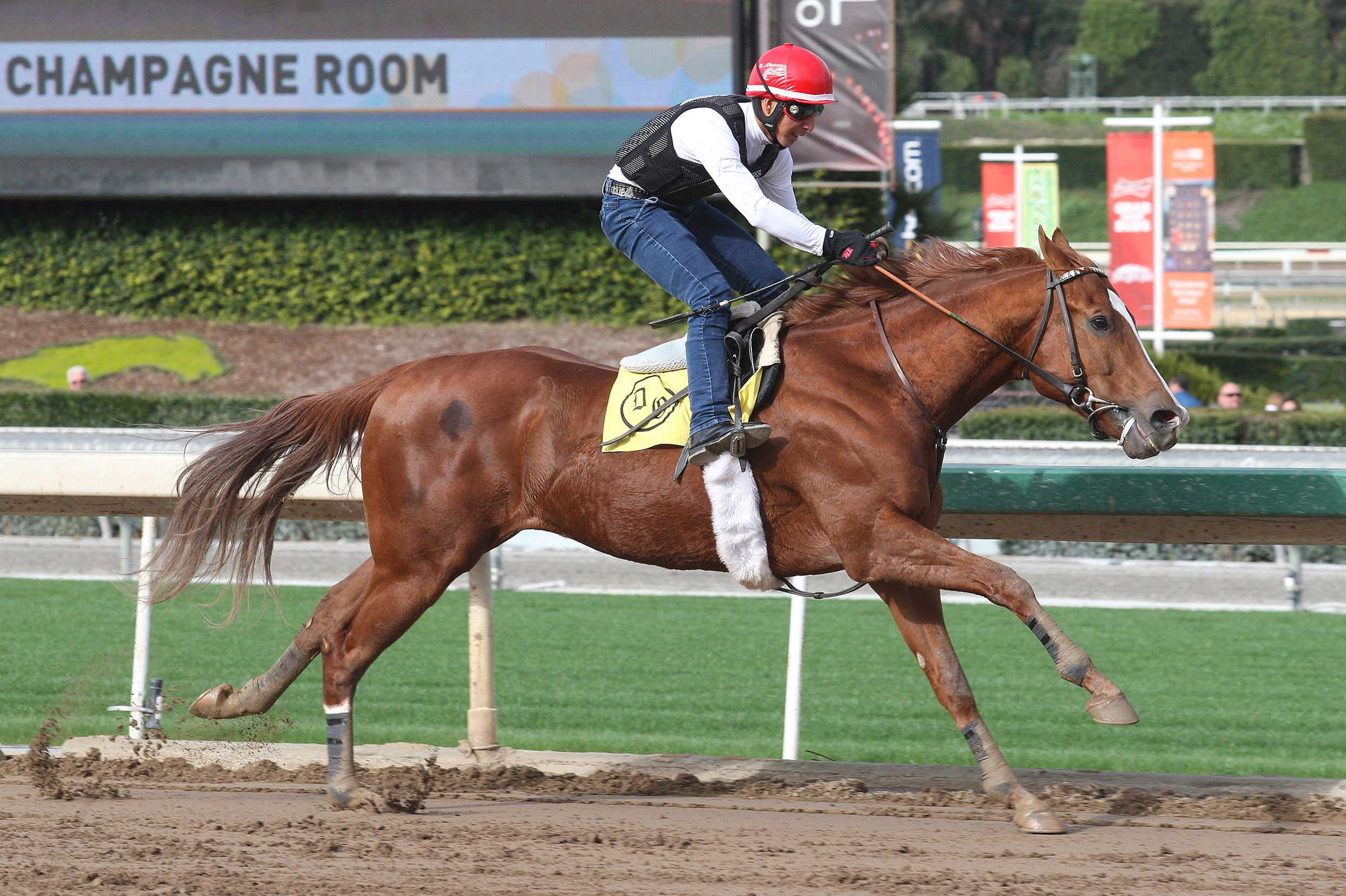 Jimmy Bouncer trains at Santa Anita on Jan. 21