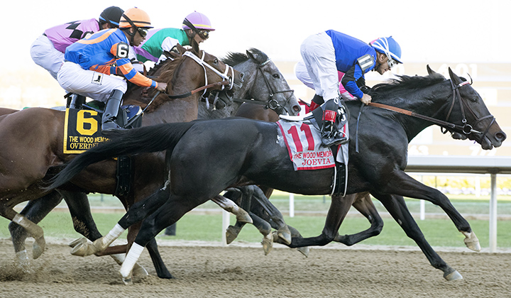 Joevia, Tacitus and Overdeliver bump in the Wood Memorial