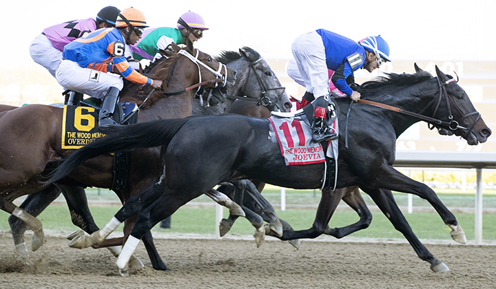 Joevia in the 2019 Wood Memorial