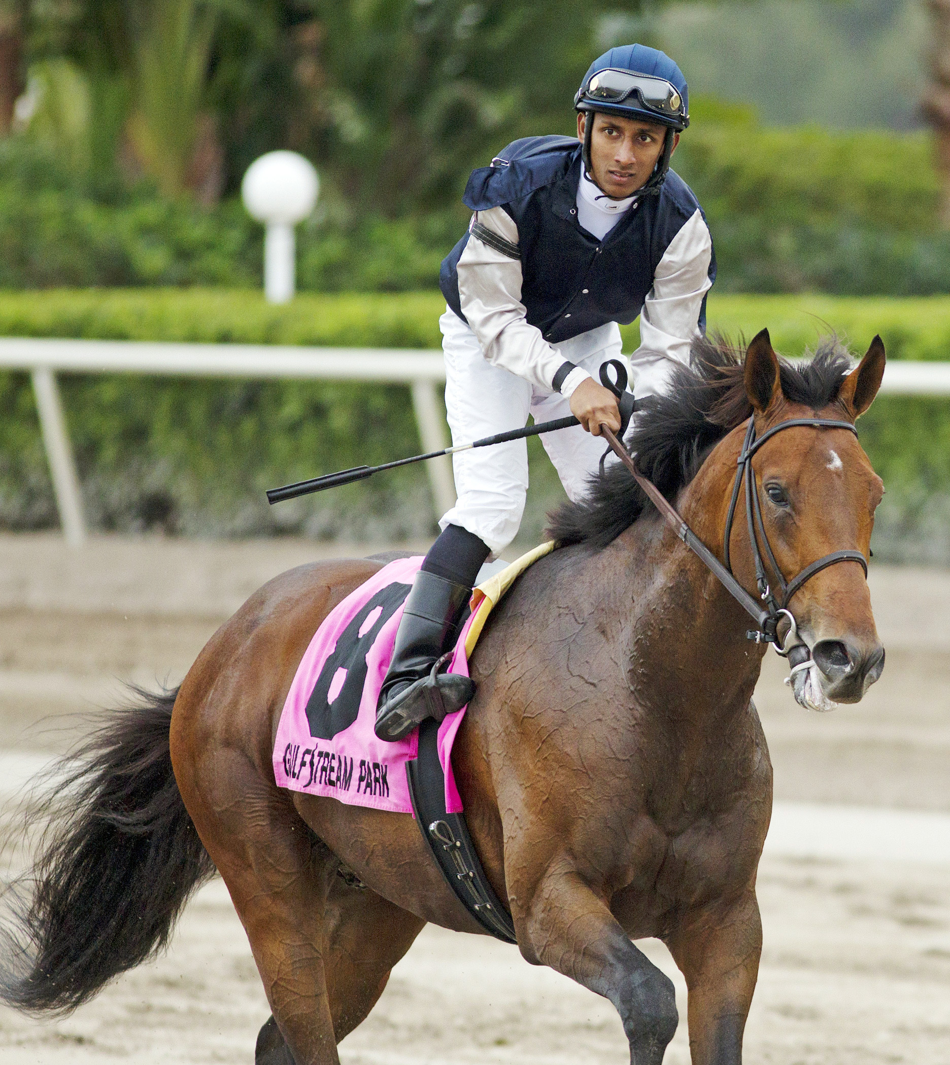 Joha at the Pan American Stakes