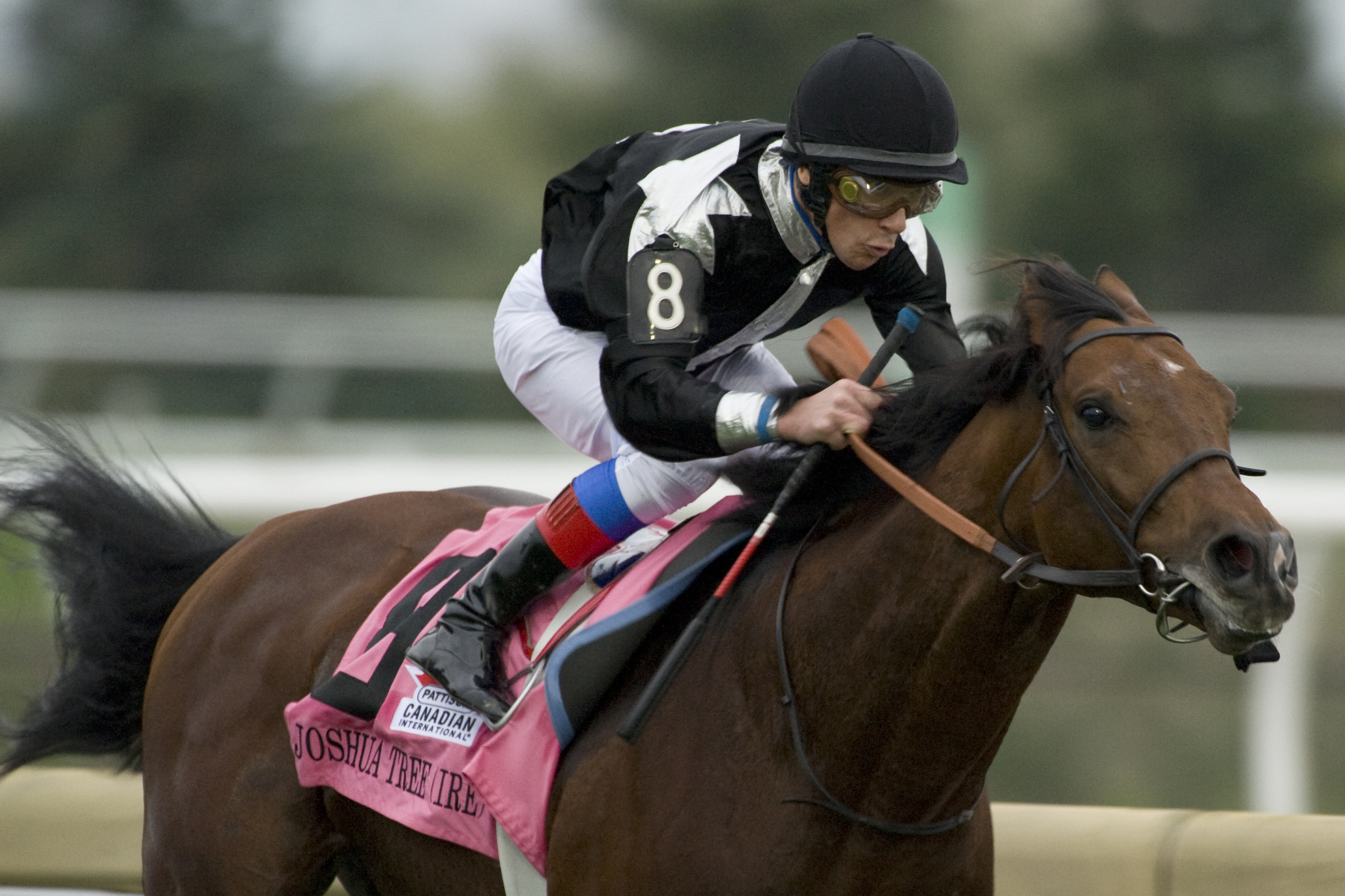 Joshua Tree wins the 2012 Canadian International Stakes