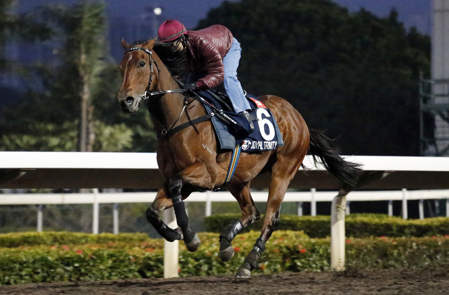 Joyful Trinity trains at Sha Tin on Dec. 8