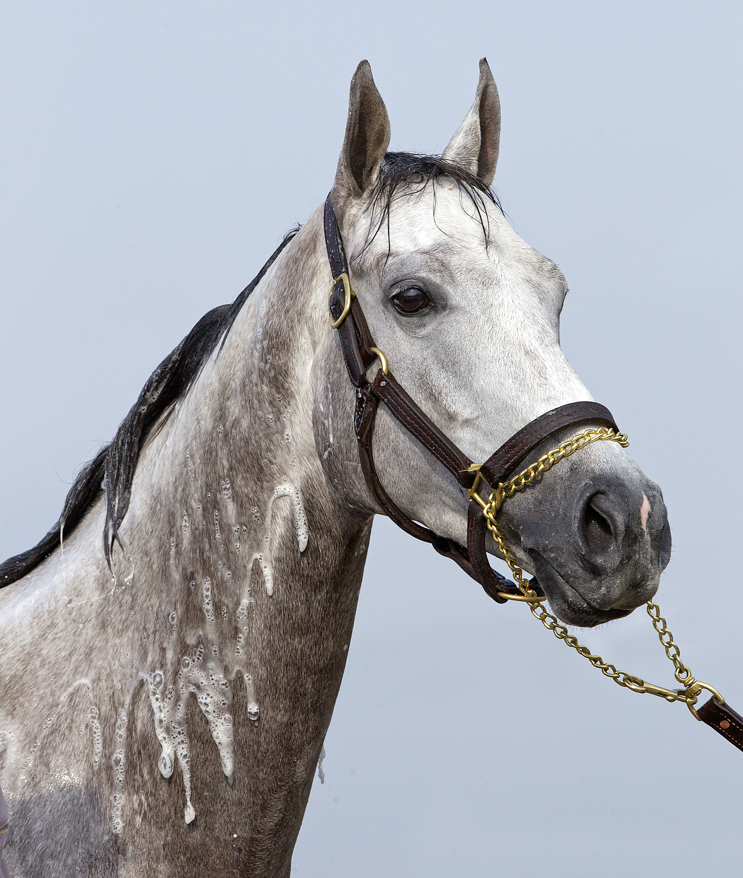 Joyful Victory retired, to sell at Fasig-Tipton