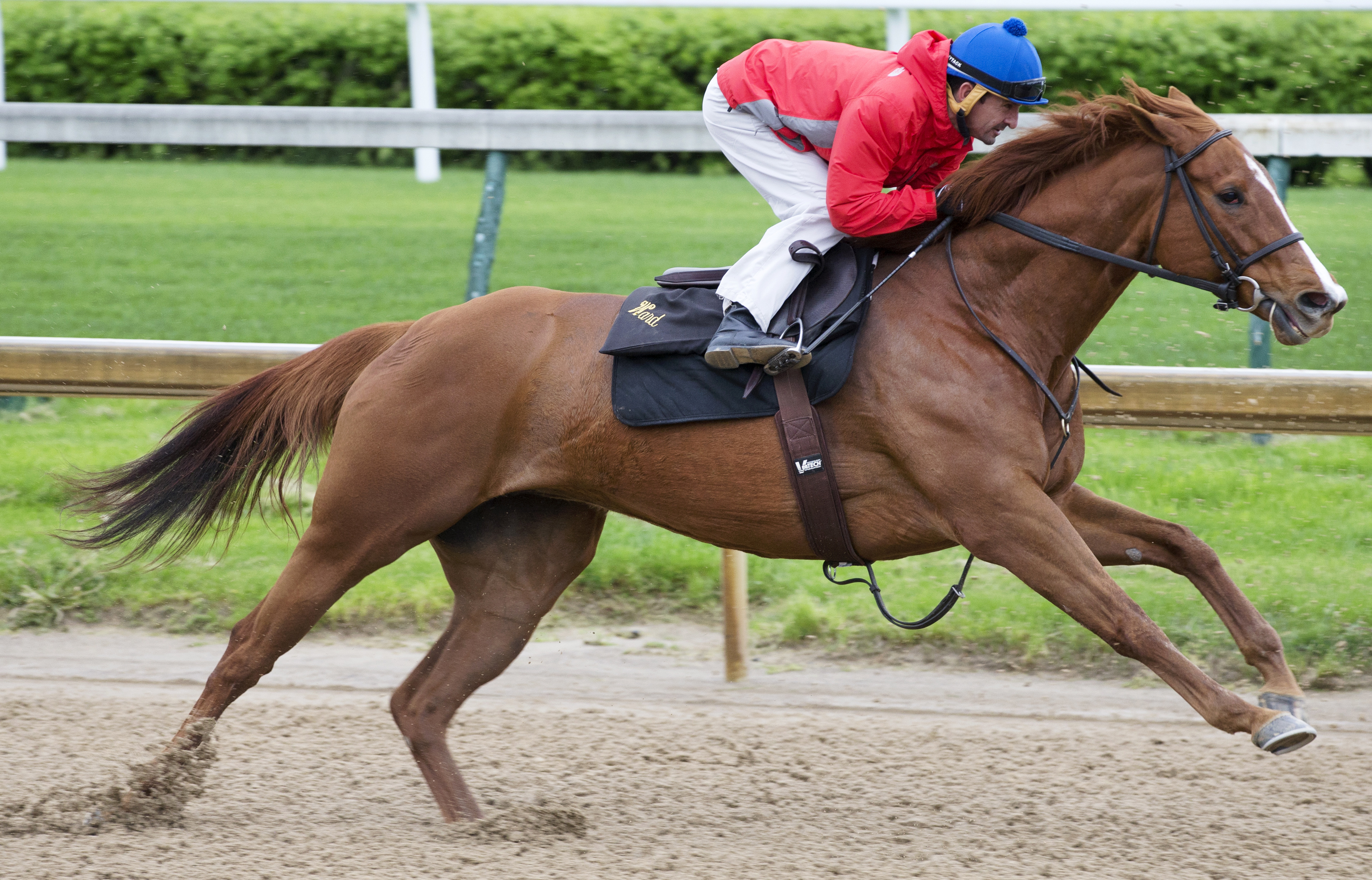 Judy the Beauty trains at Churchill Downs on April 20