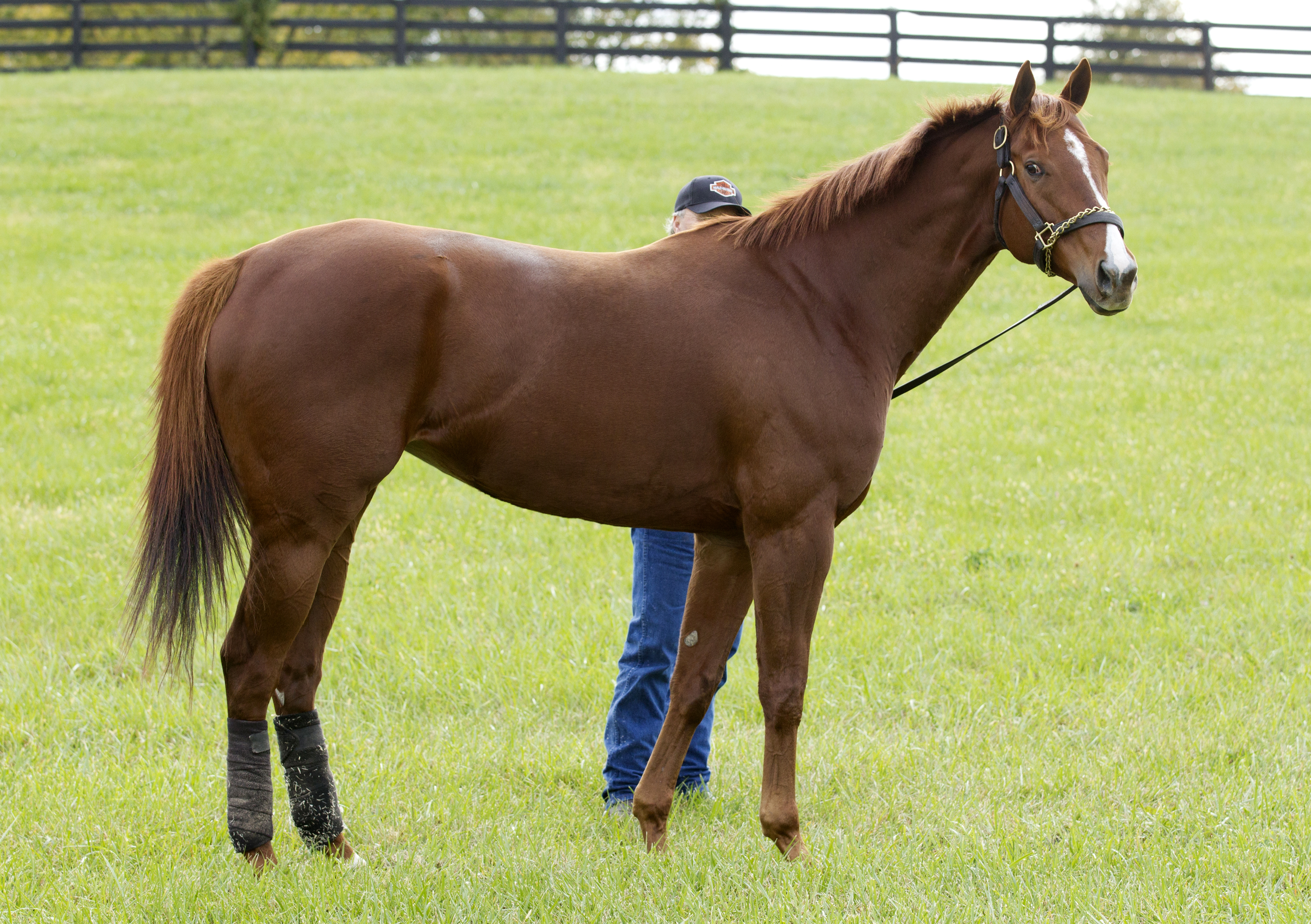 Judy the Beauty in 2015