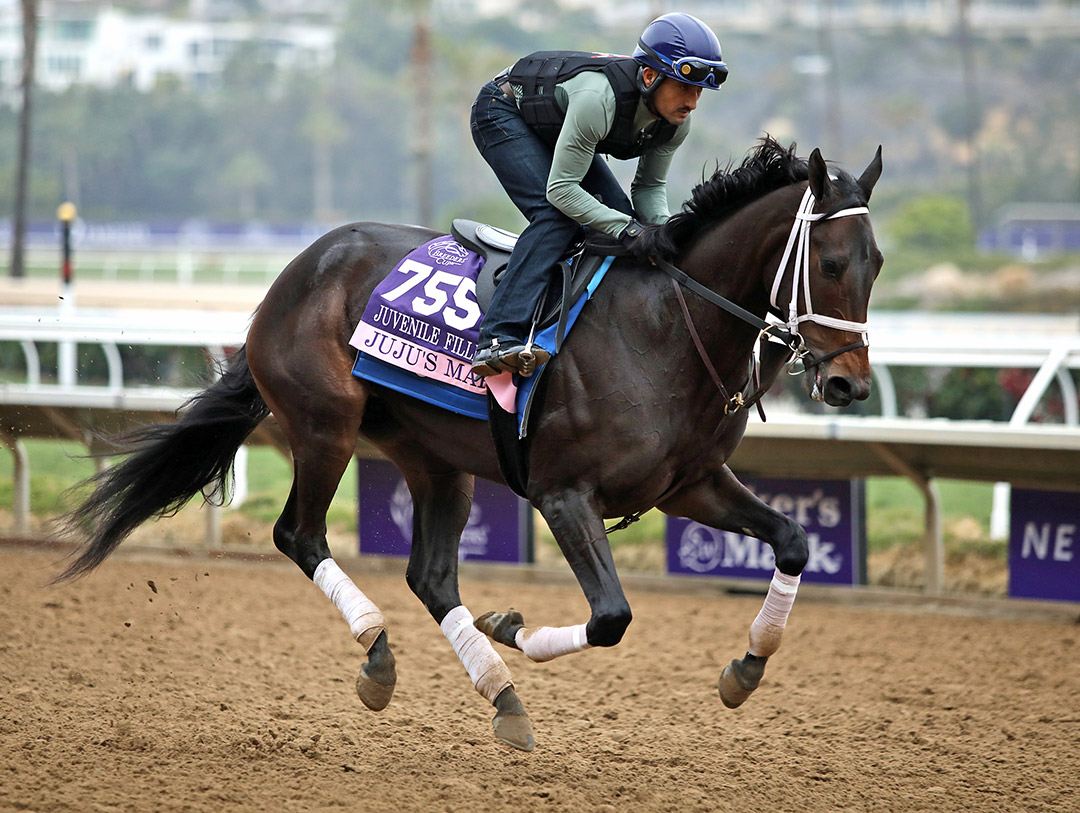 Juju's Map trains at Del Mar on Nov. 2