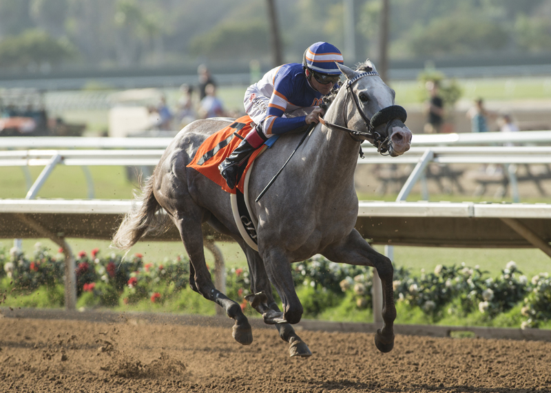 Just Grazed Me wins 2018 Fleet Treet