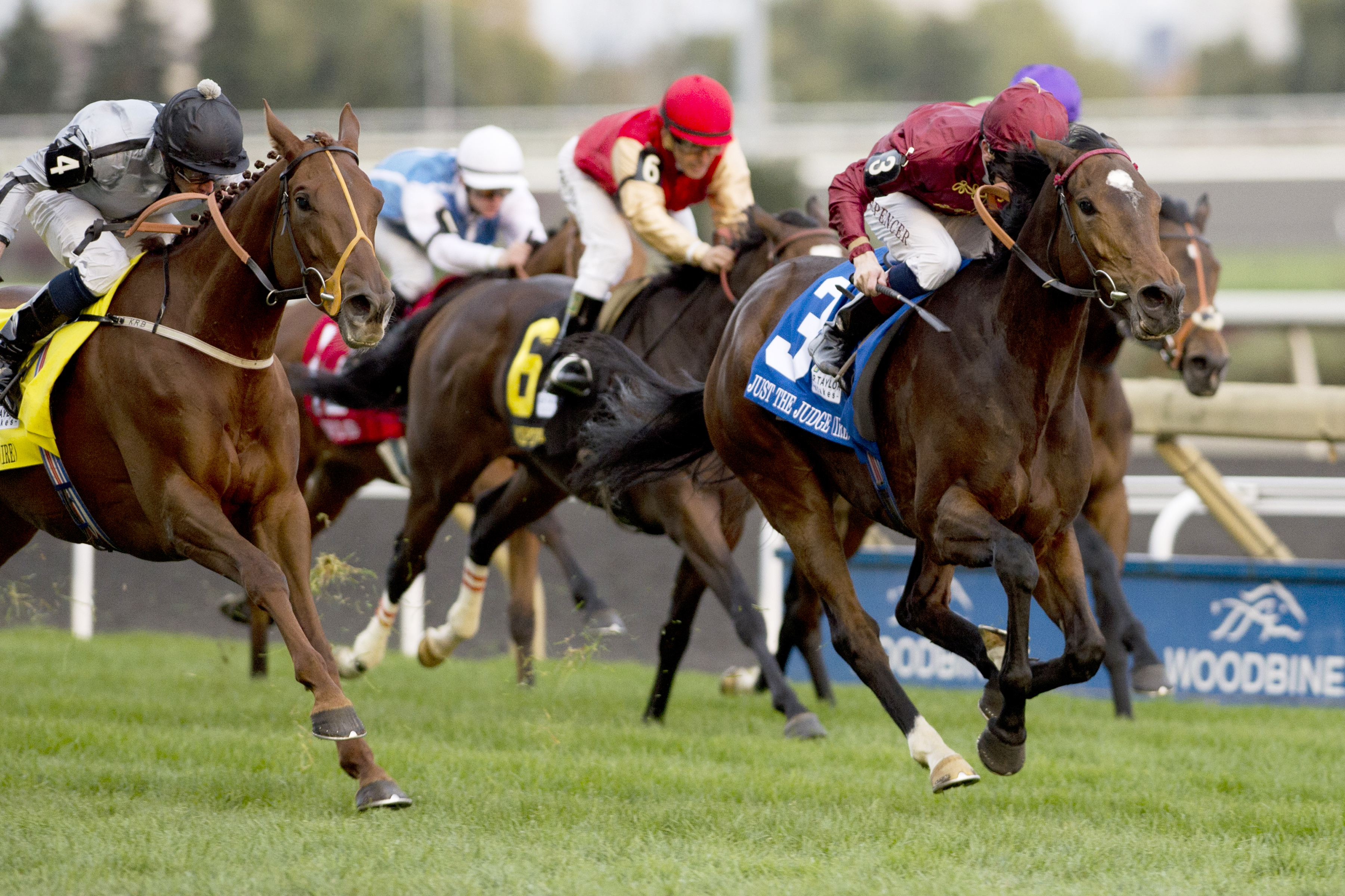 Just The Judge wins the 2014 E.P. Taylor Stakes