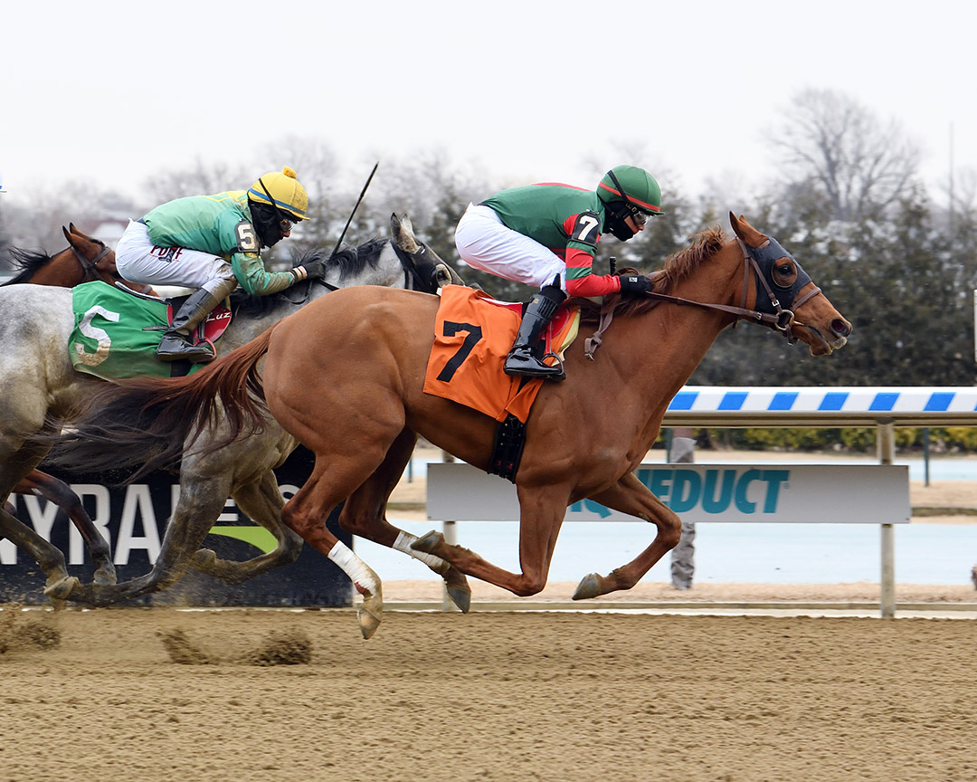 Just Read It wins a Jan. 31 maiden race at Aqueduct Racetrack