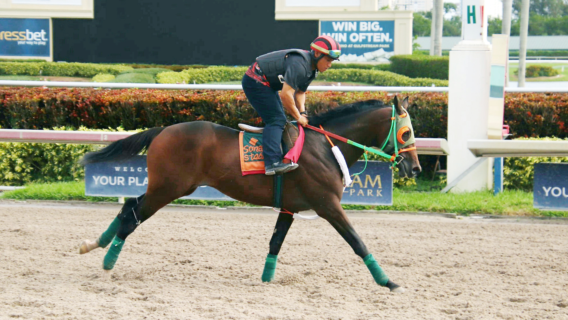 Justiciero trains at Gulfstream on Nov. 16