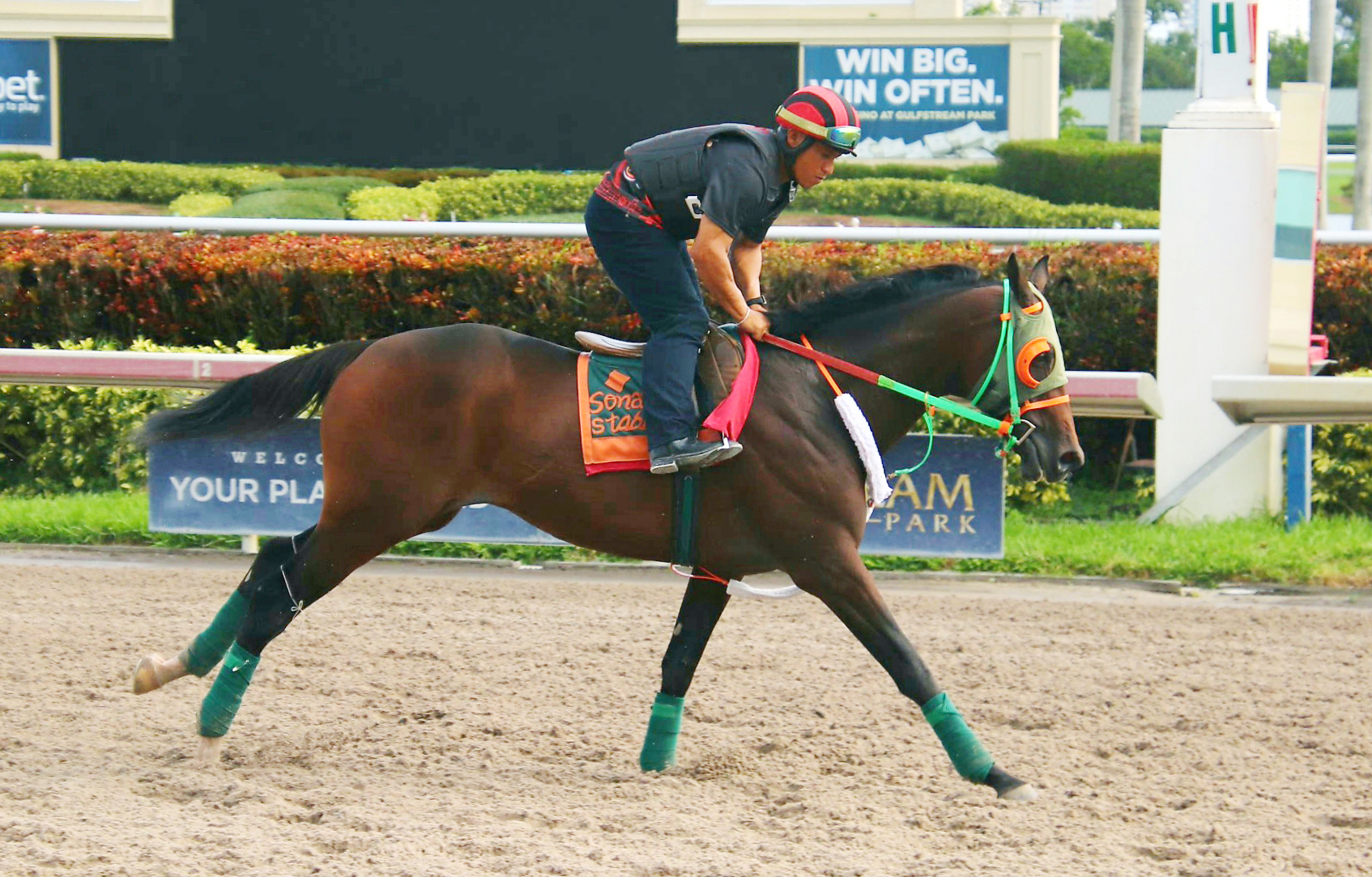 Justiciero trains at Gulfstream on Nov. 16