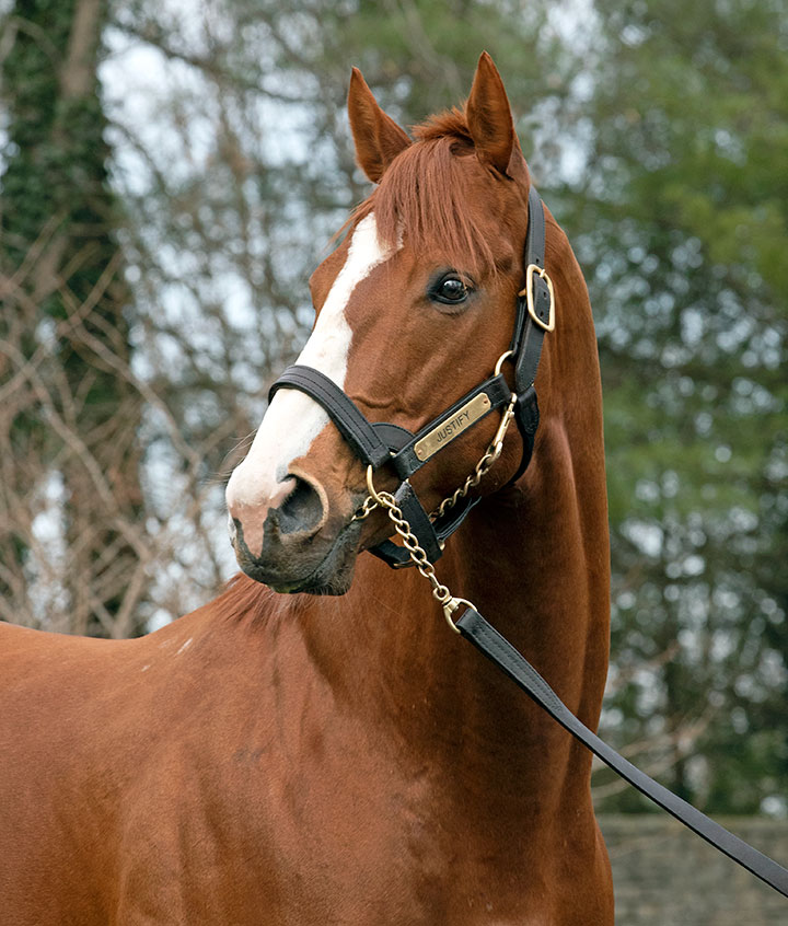 Justify at Ashford Stud in January 2019