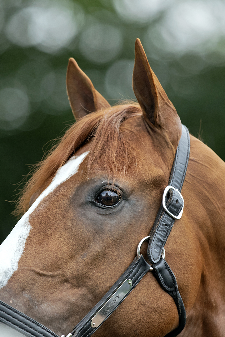 Justify 2018