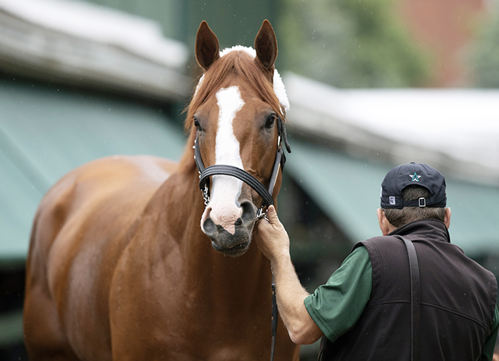 Justify - Eclipse Awards 2018 HOY