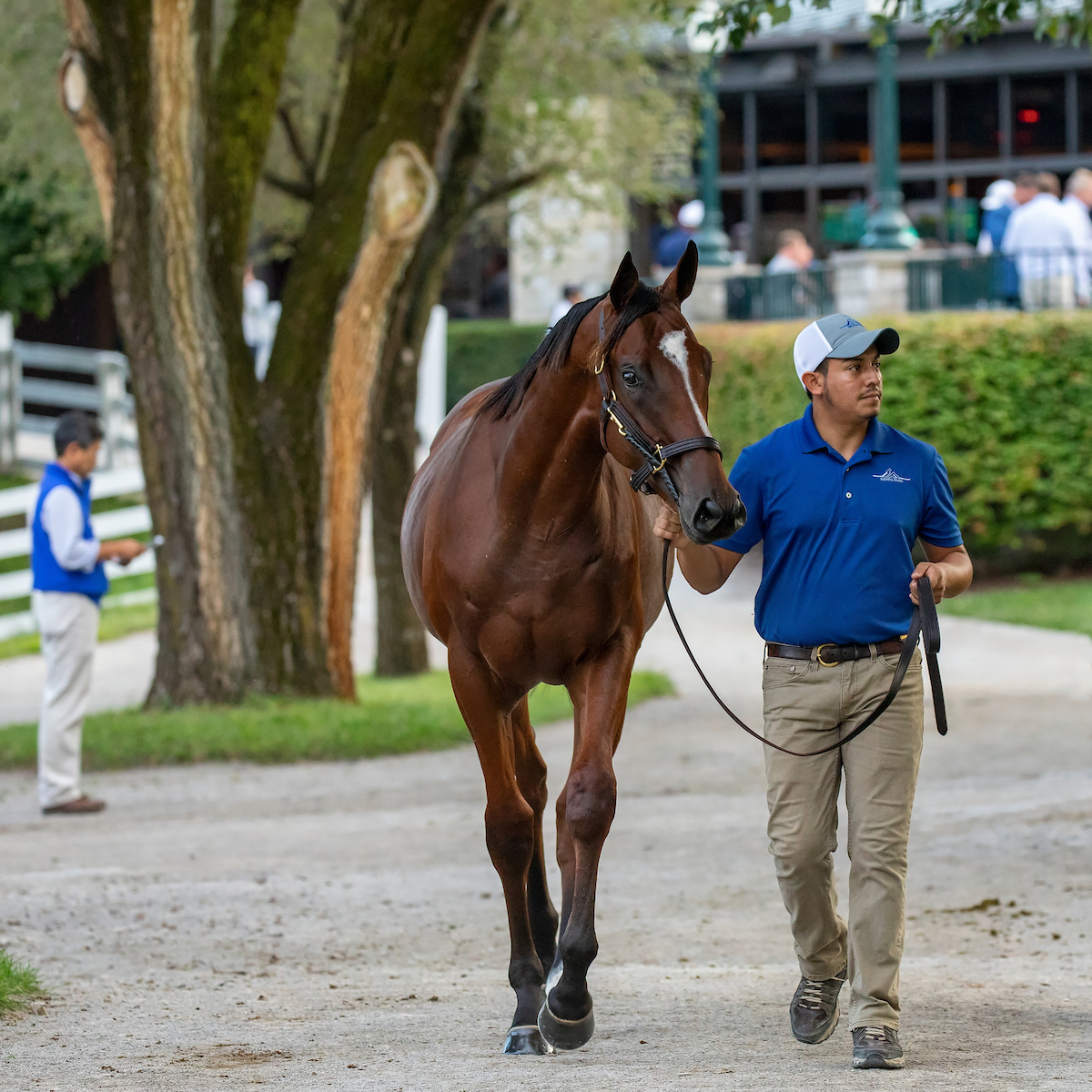 Hip 729 - American Pharoah colt out of Bsharpsonata - 2018 Keeneland September sale