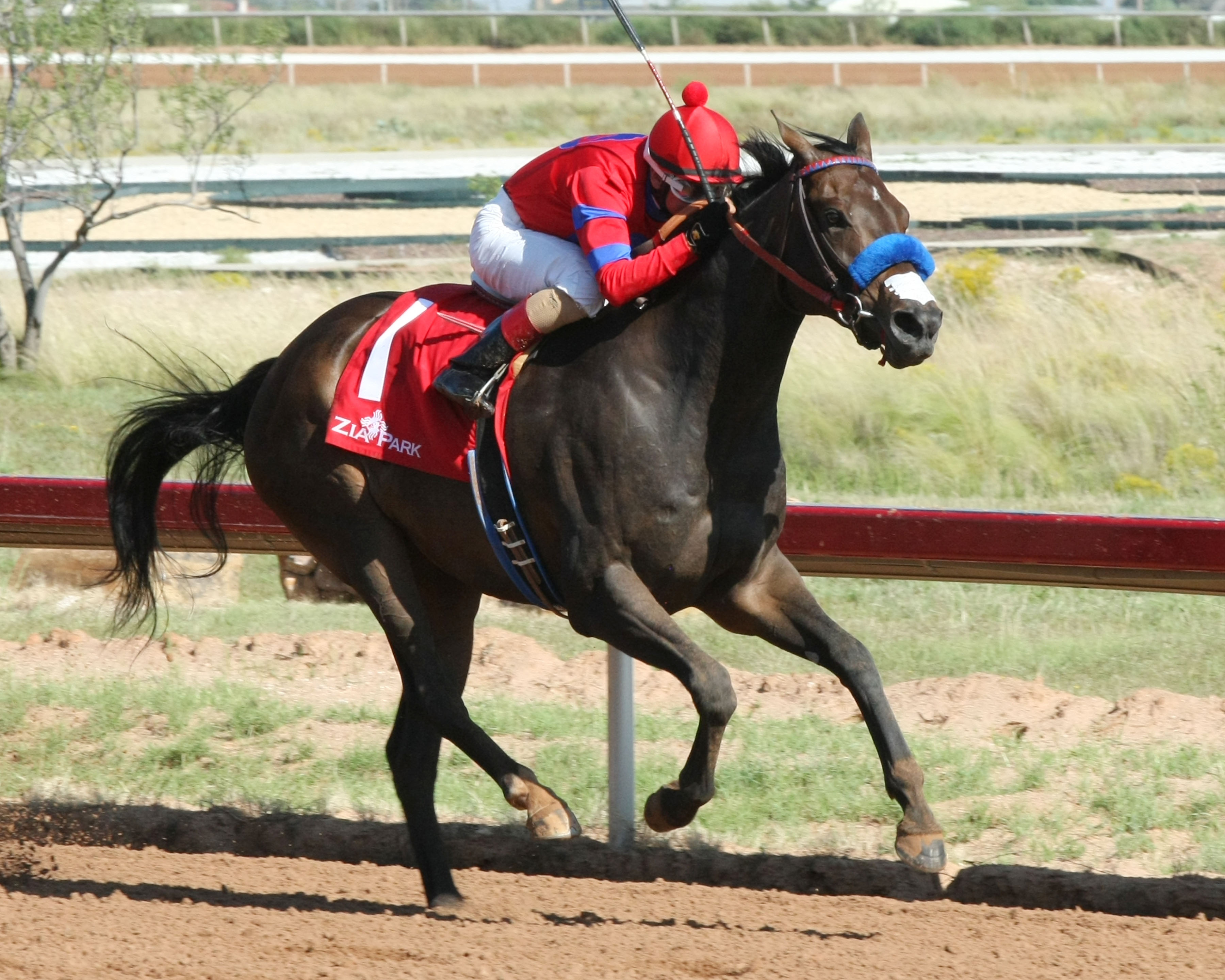 K P Wildcat wins the 2017 Chaves County Stakes