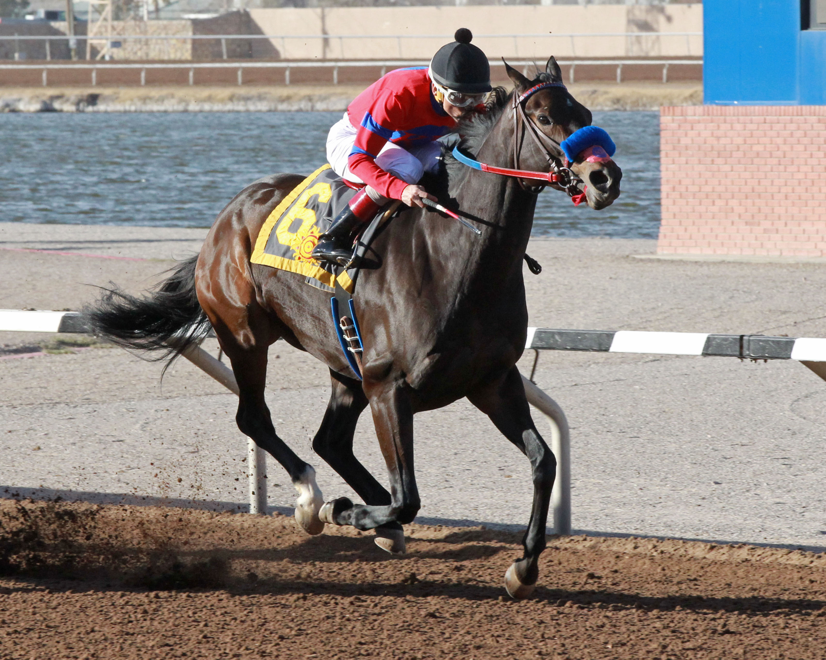 K P Wildcat wins the 2018 El Diario Stakes