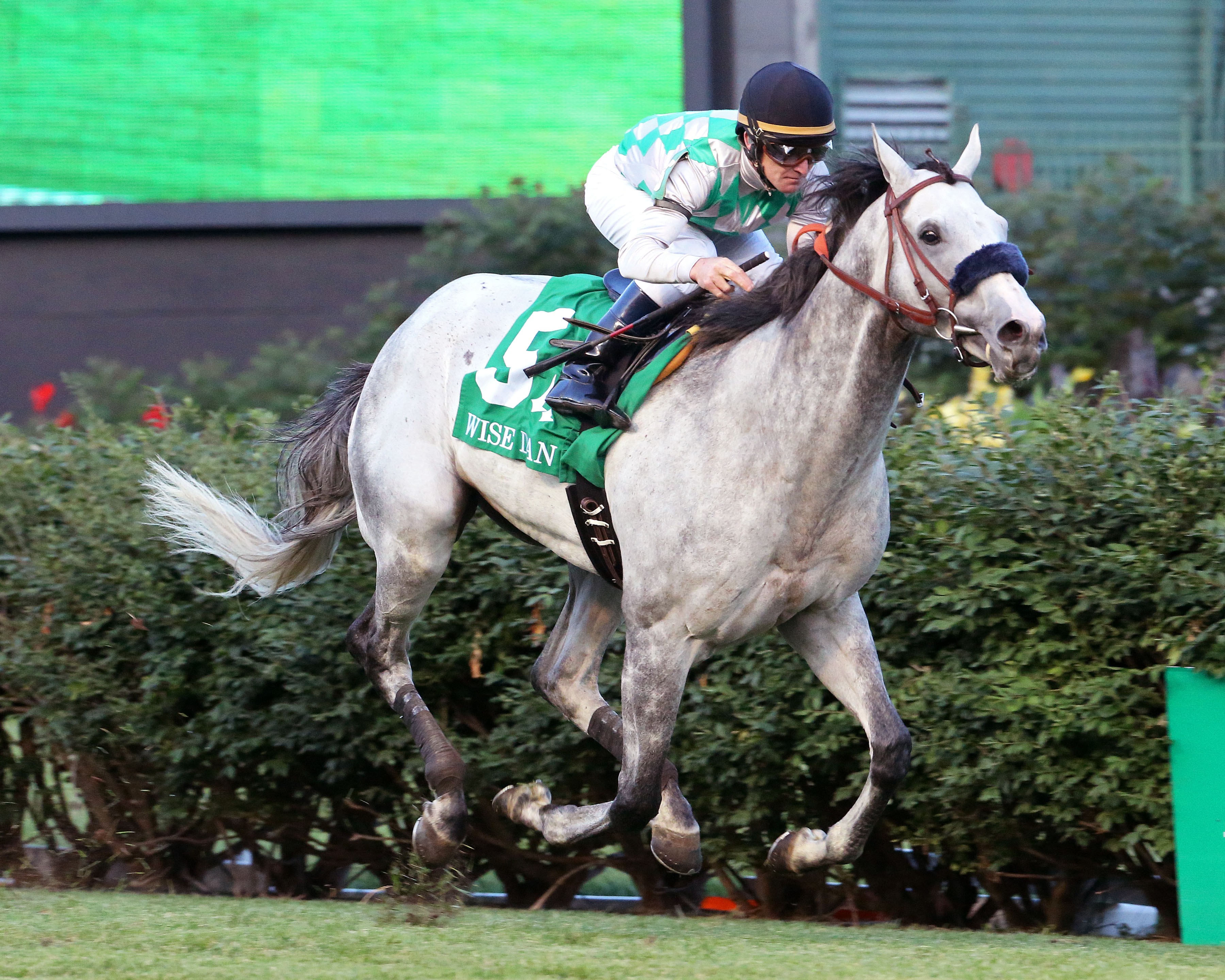 Kasaqui wins the 2017 Wise Dan