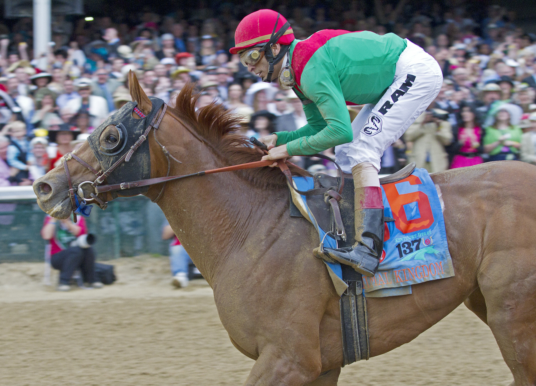 Belmont Stakes: Animal Kingdom gets green light from trainer