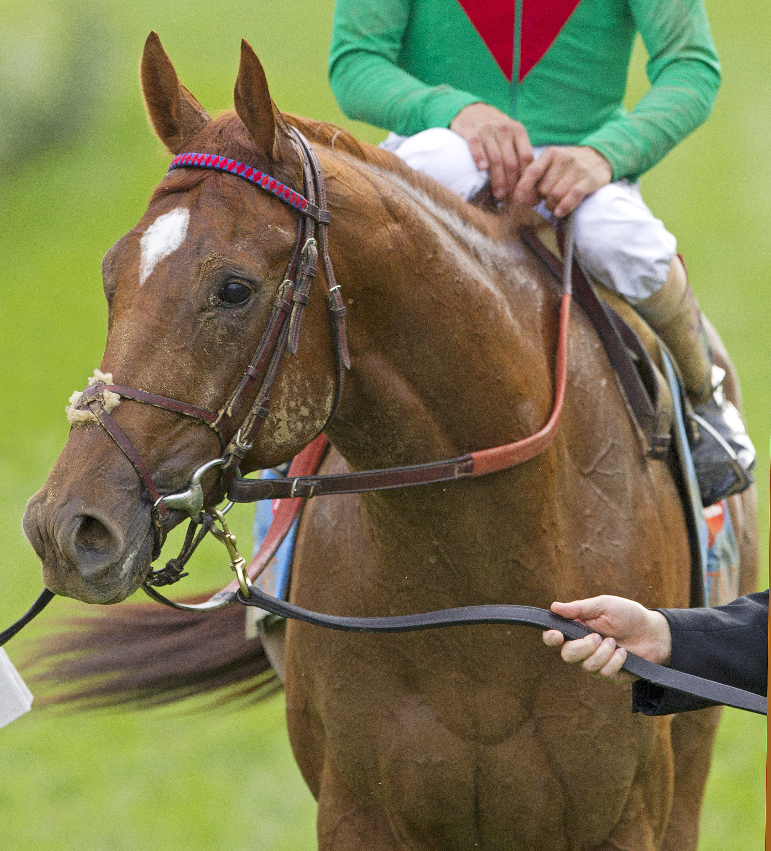 Animal Kingdom after Kentucky Derby