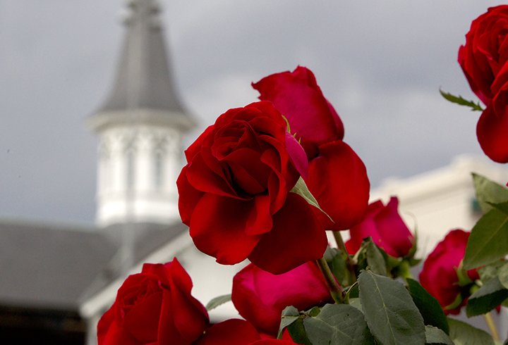 Derby roses