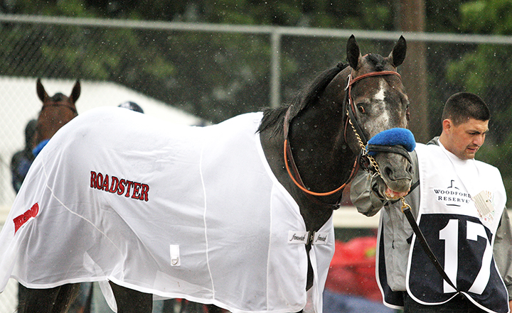 Roadster at the Kentucky Derby