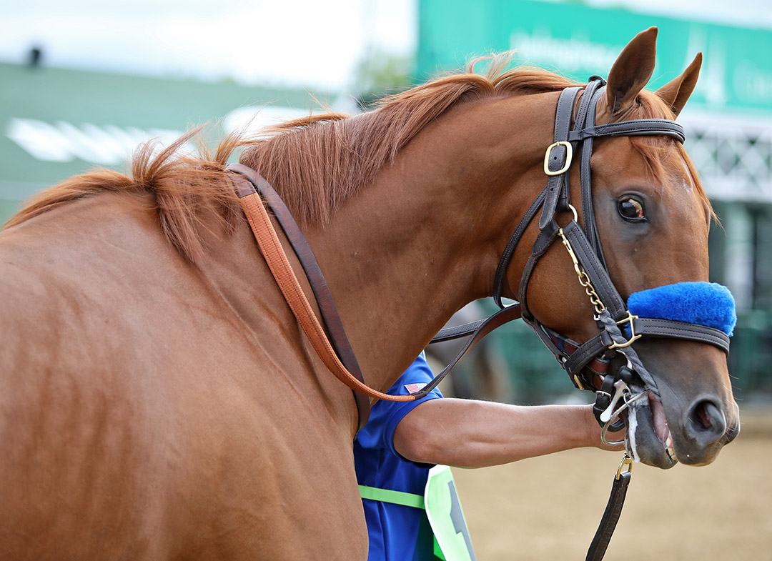 Taiba at the 2022 Kentucky Derby at Churchill Downs