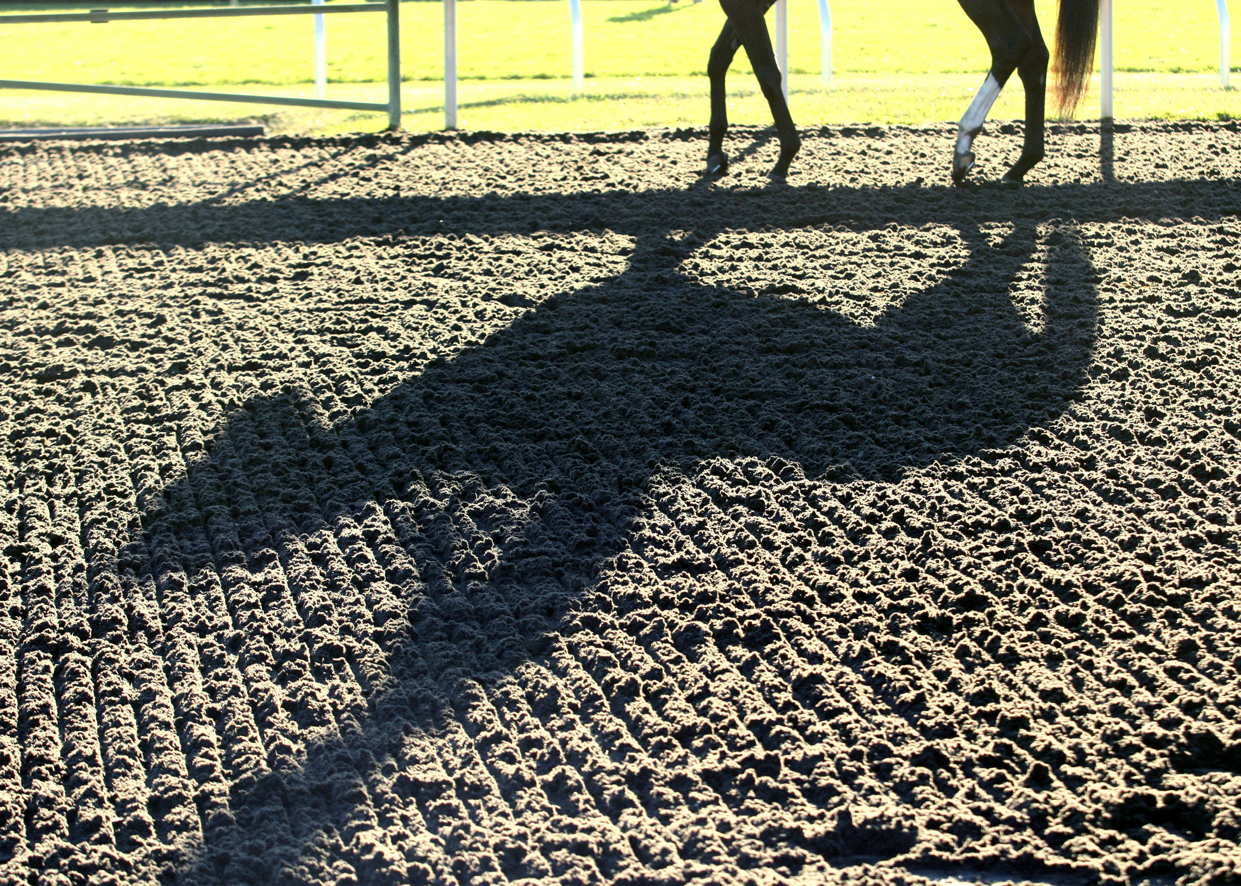 Keeneland Polytrack horse shadow