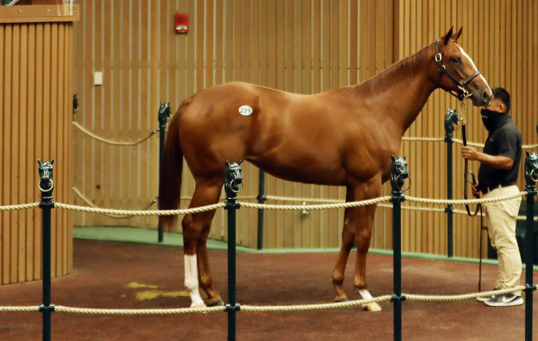 Kitten's Joy-Joya Real filly sells for $800,000 at Keeneland September Yearlings sale