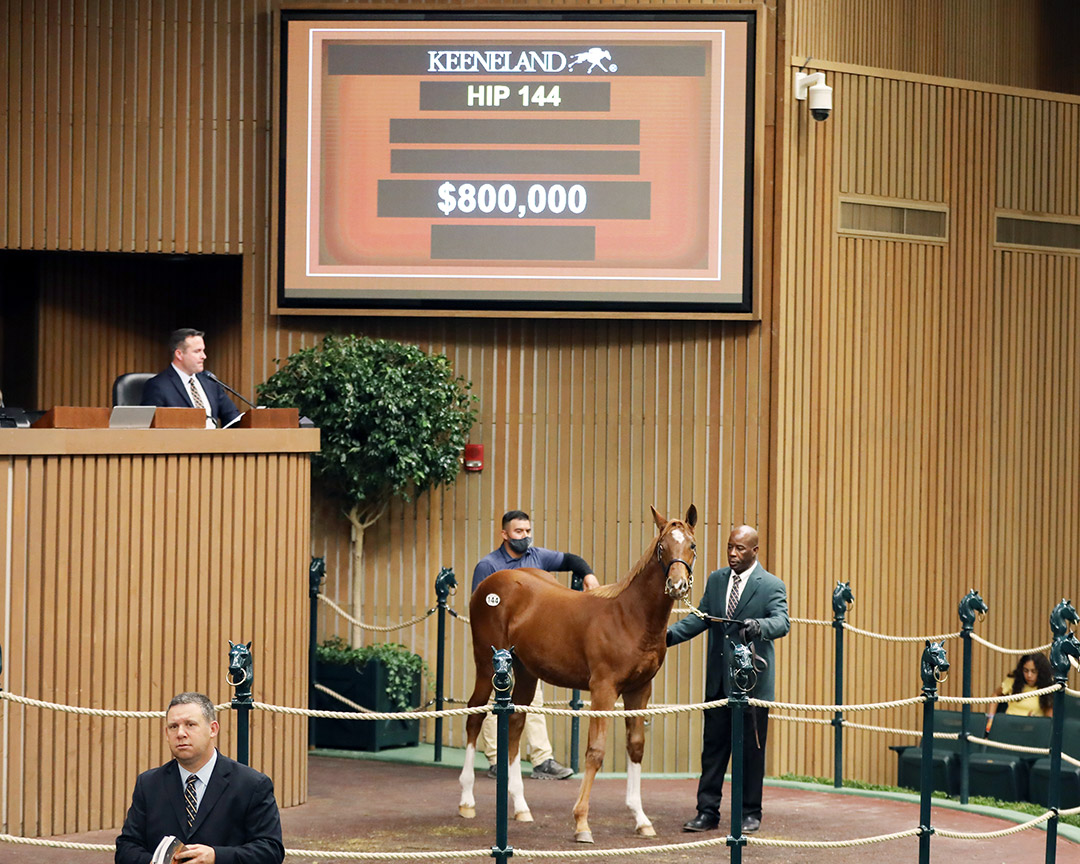 Hip 144, a Frankel/Lady Ederle filly, sells for $800,000 at the Keeneland November Breeding Stock Sale