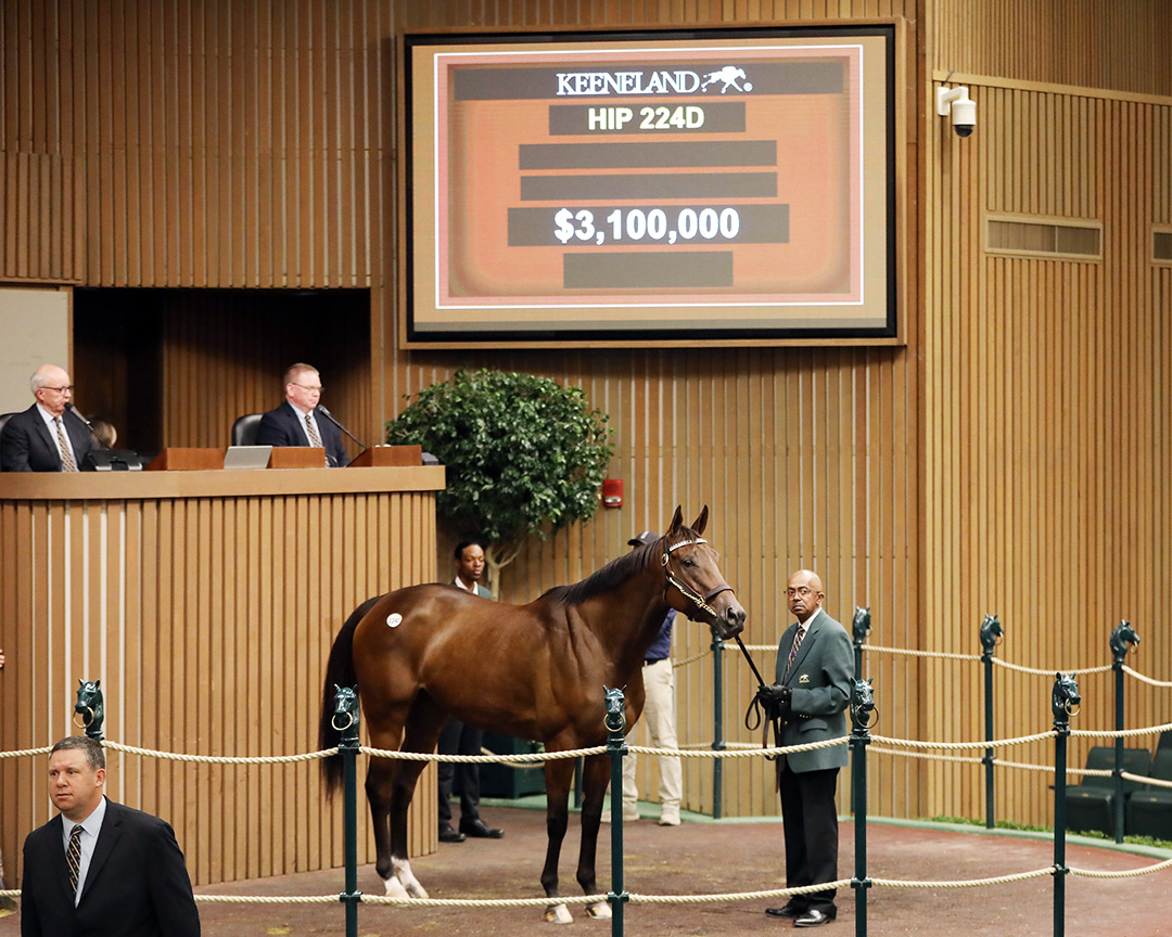 Paris Lights sells for $3.1 million at the Keeneland November Breeding Stock Sale