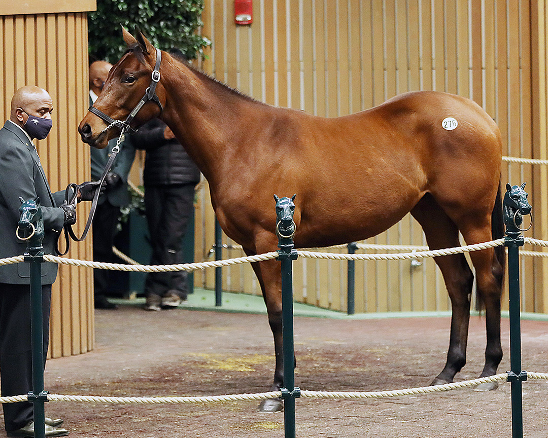 Princess Lele sells for $750,000 at the Keeneland January Horses of All Ages sale