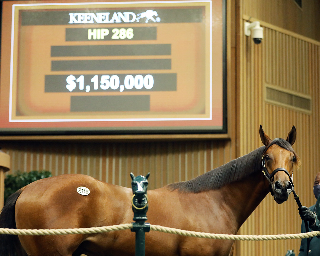 Hip 286 sells for $1.15 million at the Keeneland September Yearling Sale