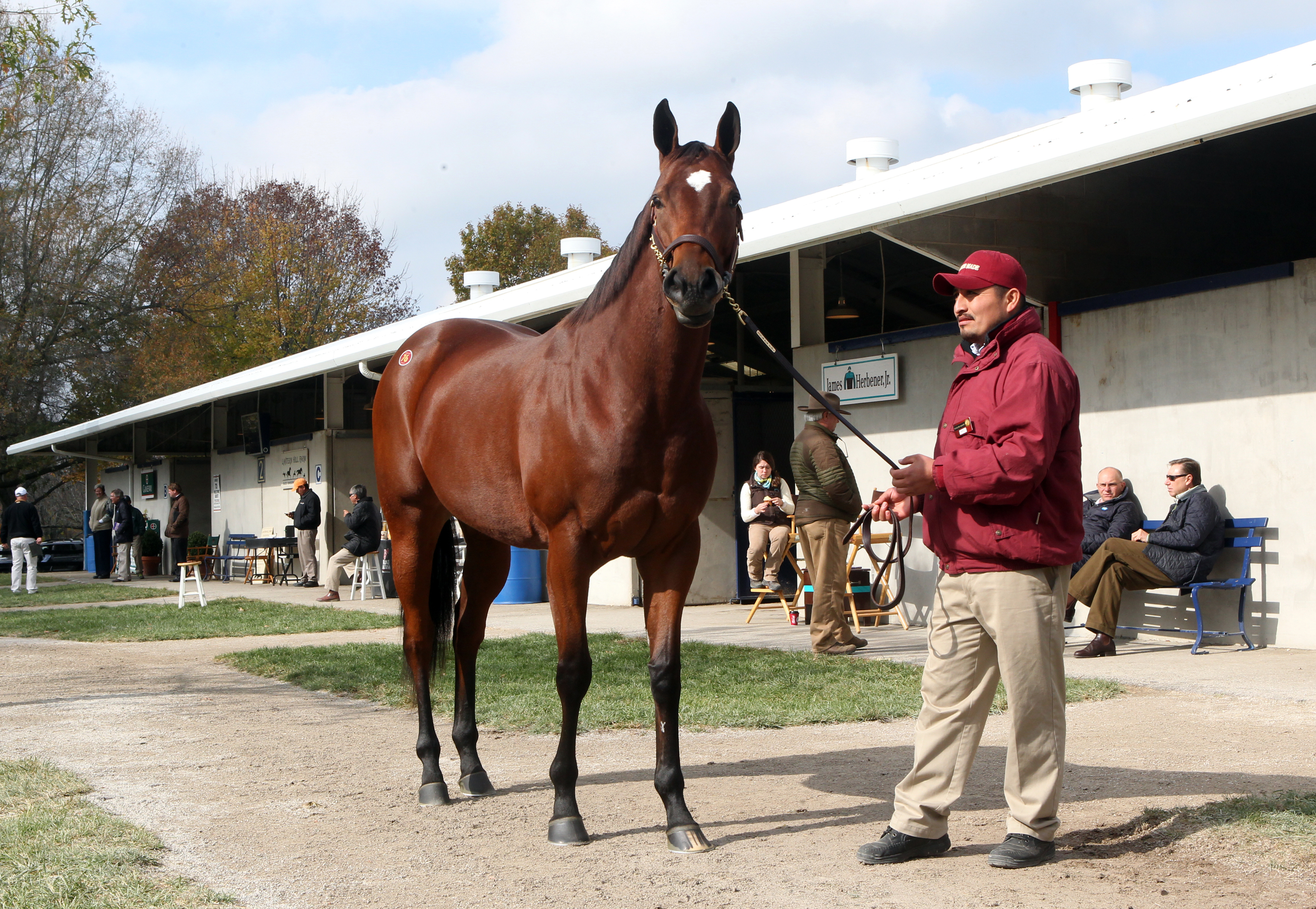 Havre de Grace at Keeneland fall sale
